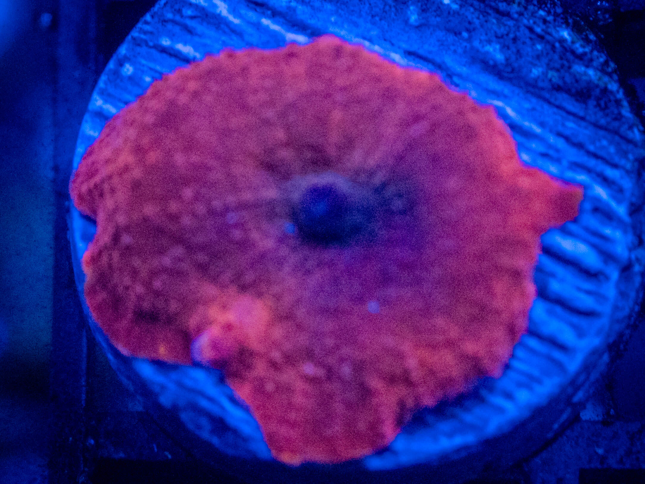 RVL Evil Red Discosoma WYSIWYG coral image | ReefRivals RVL Evil Red Discosoma coral image from ReefRivals, listed as Discosoma spp. and Mushrooms
