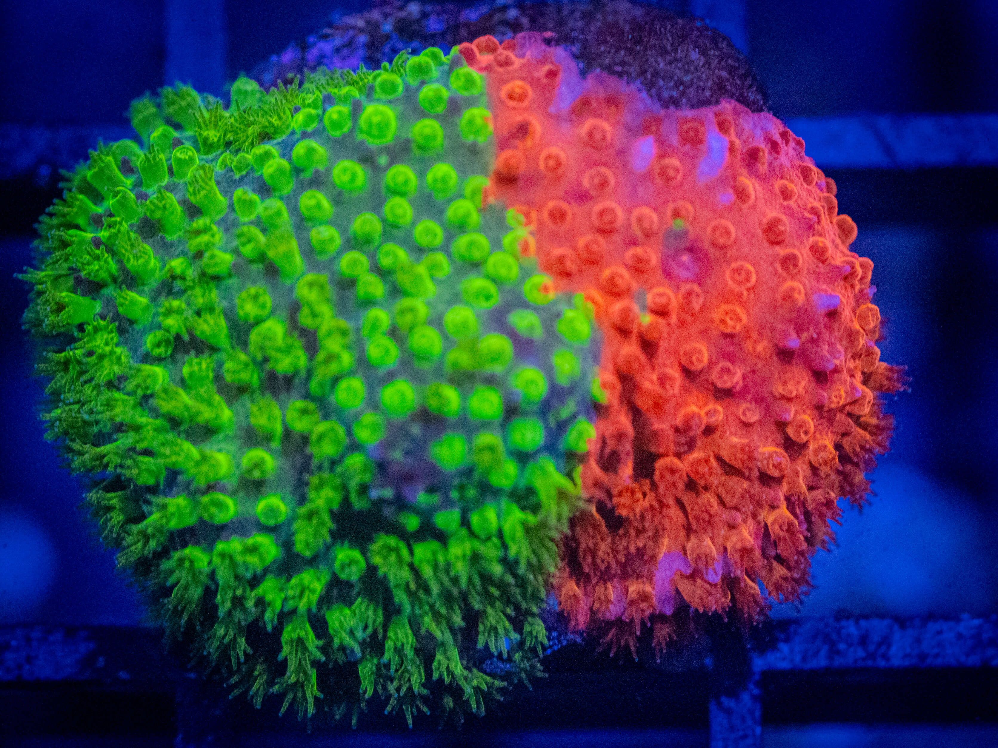 WWC Two Face Stylo coral image from ReefRivals, listed as Stylocoeniella spp. and Encrusting