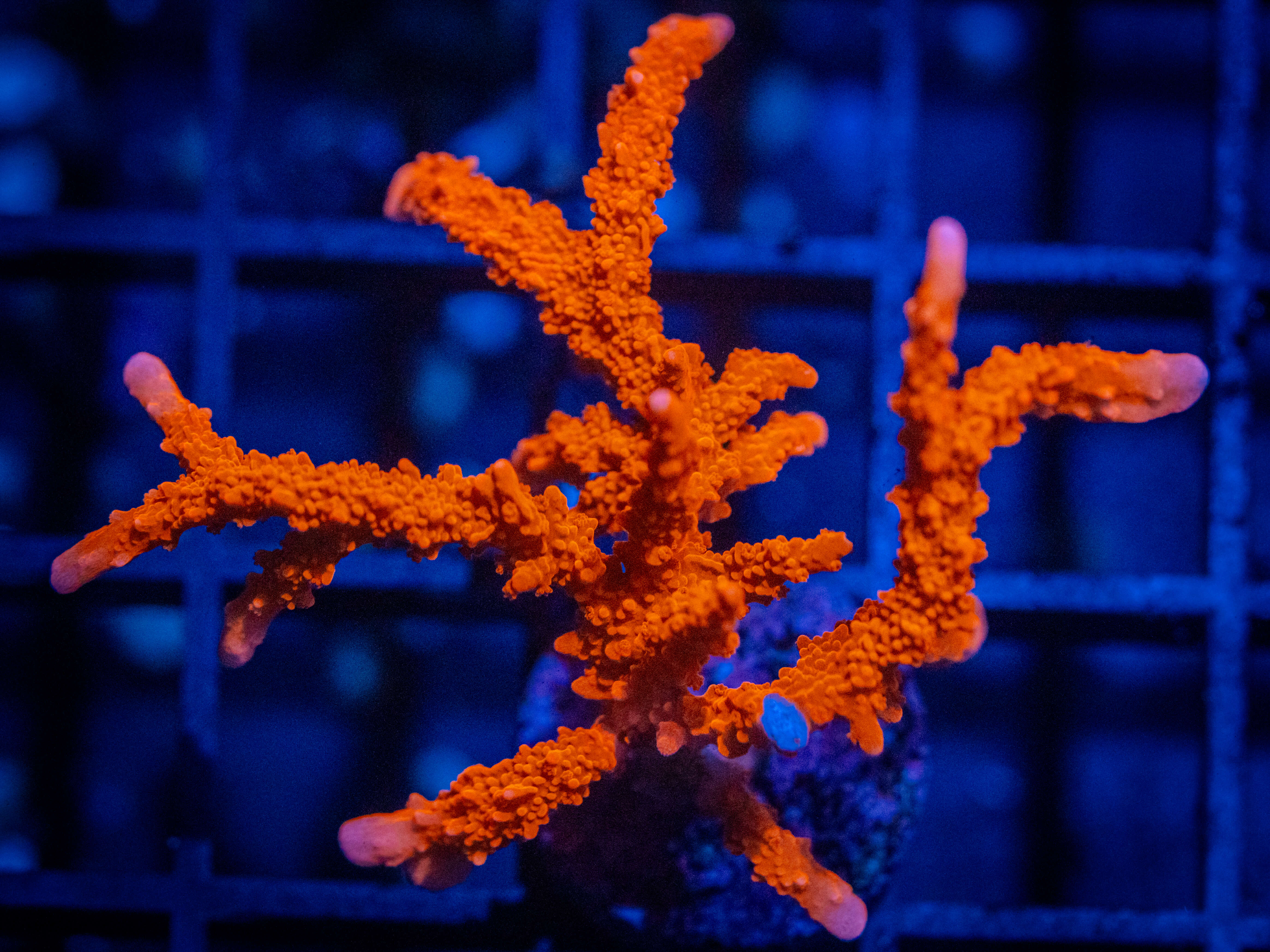 Red Branching Montipora coral image from ReefRivals, listed as Montipora sp. and Montis