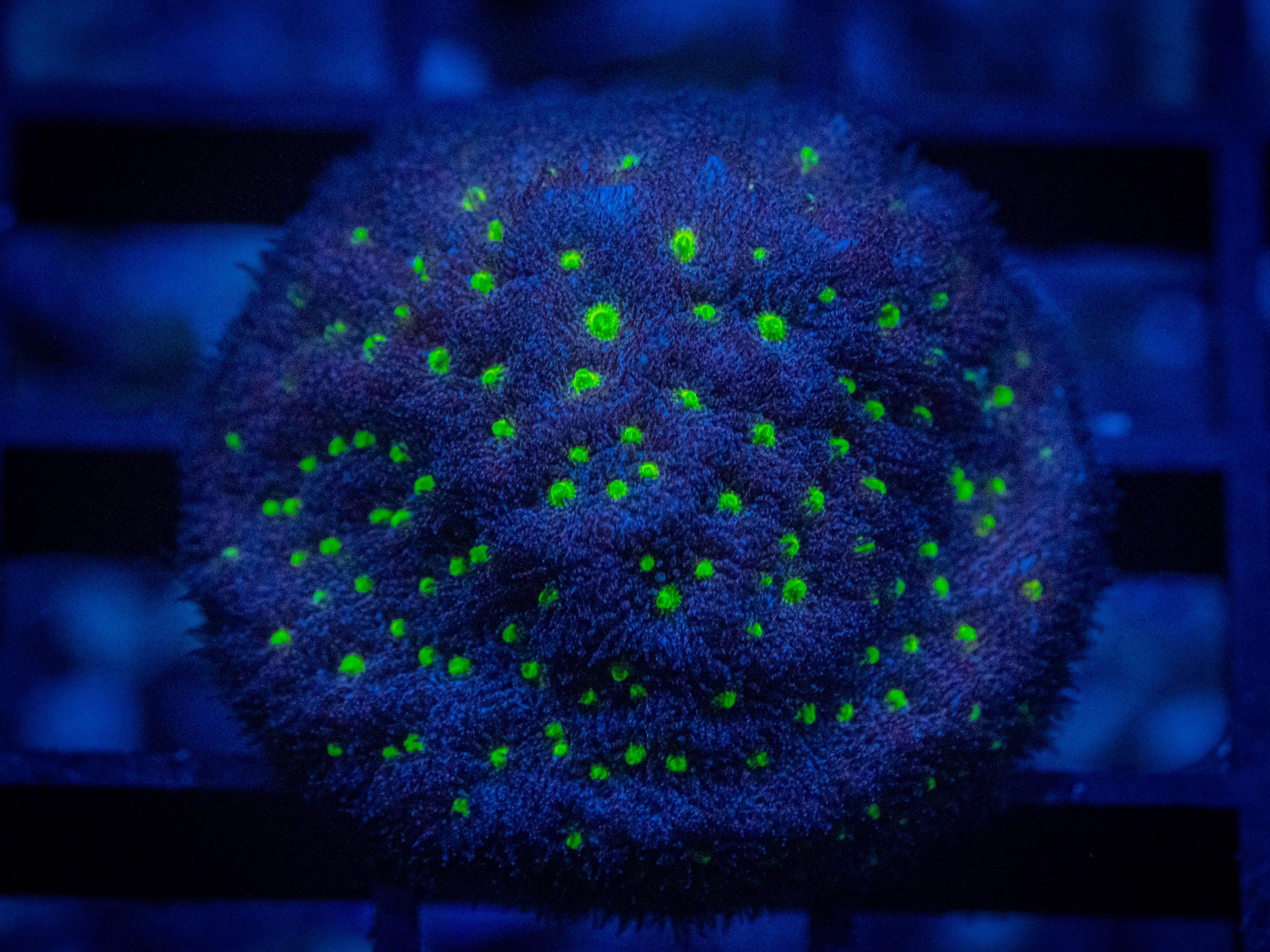 RVL Green eyed Psammocora coral image from ReefRivals, listed as Psammocora sp. and Encrusting