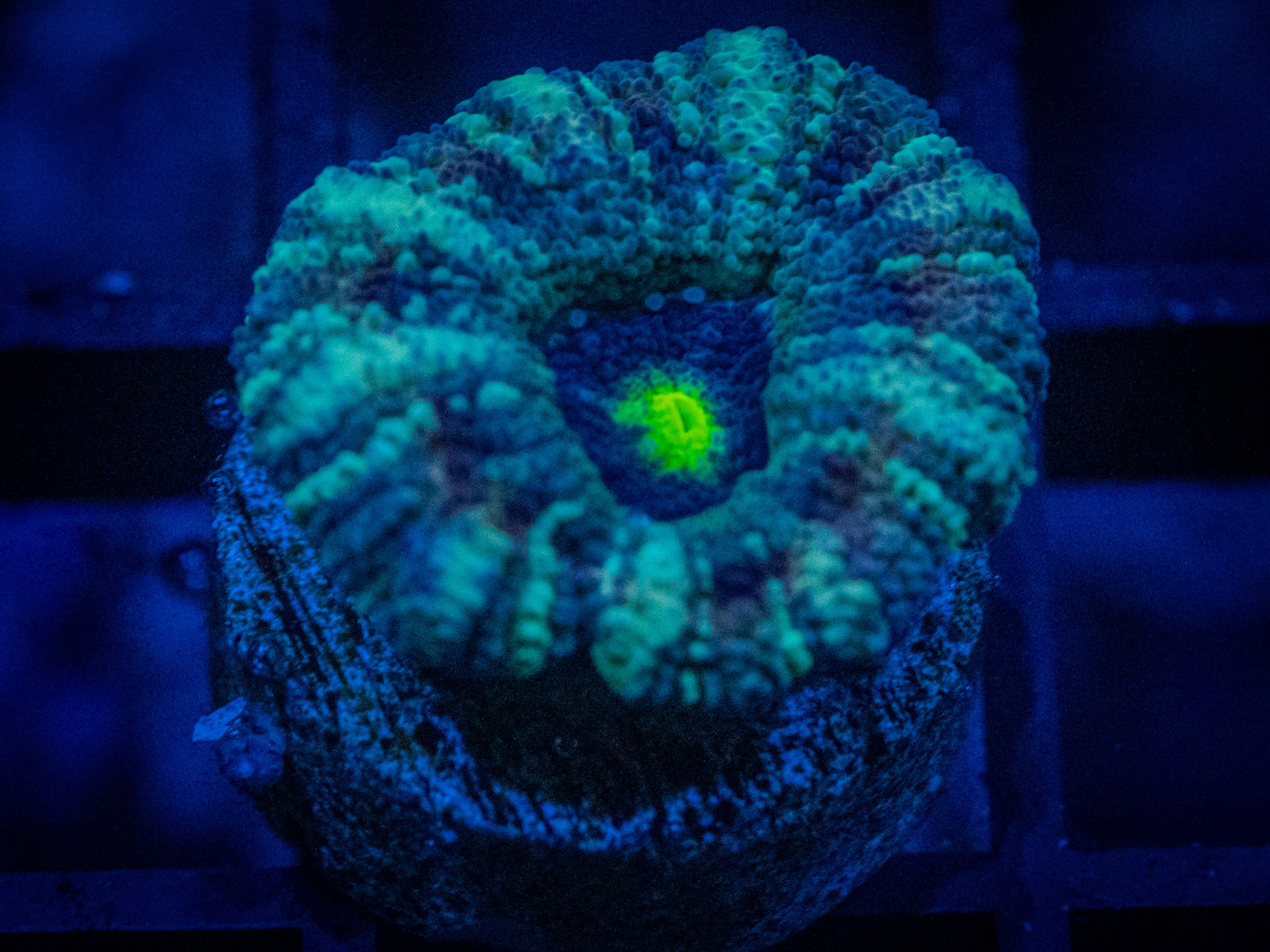 RVL Aquaman Button Scoly coral image from ReefRivals, listed as Homophyllia sp. and LPS Fleshy
