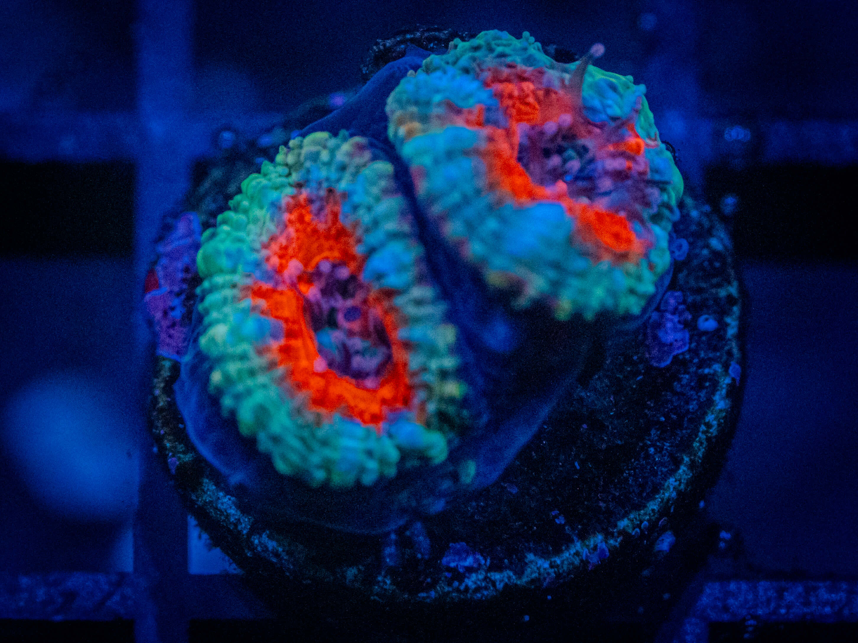 TG Icy Hot Acan coral image from ReefRivals, listed as Micromussa sp. and Acans