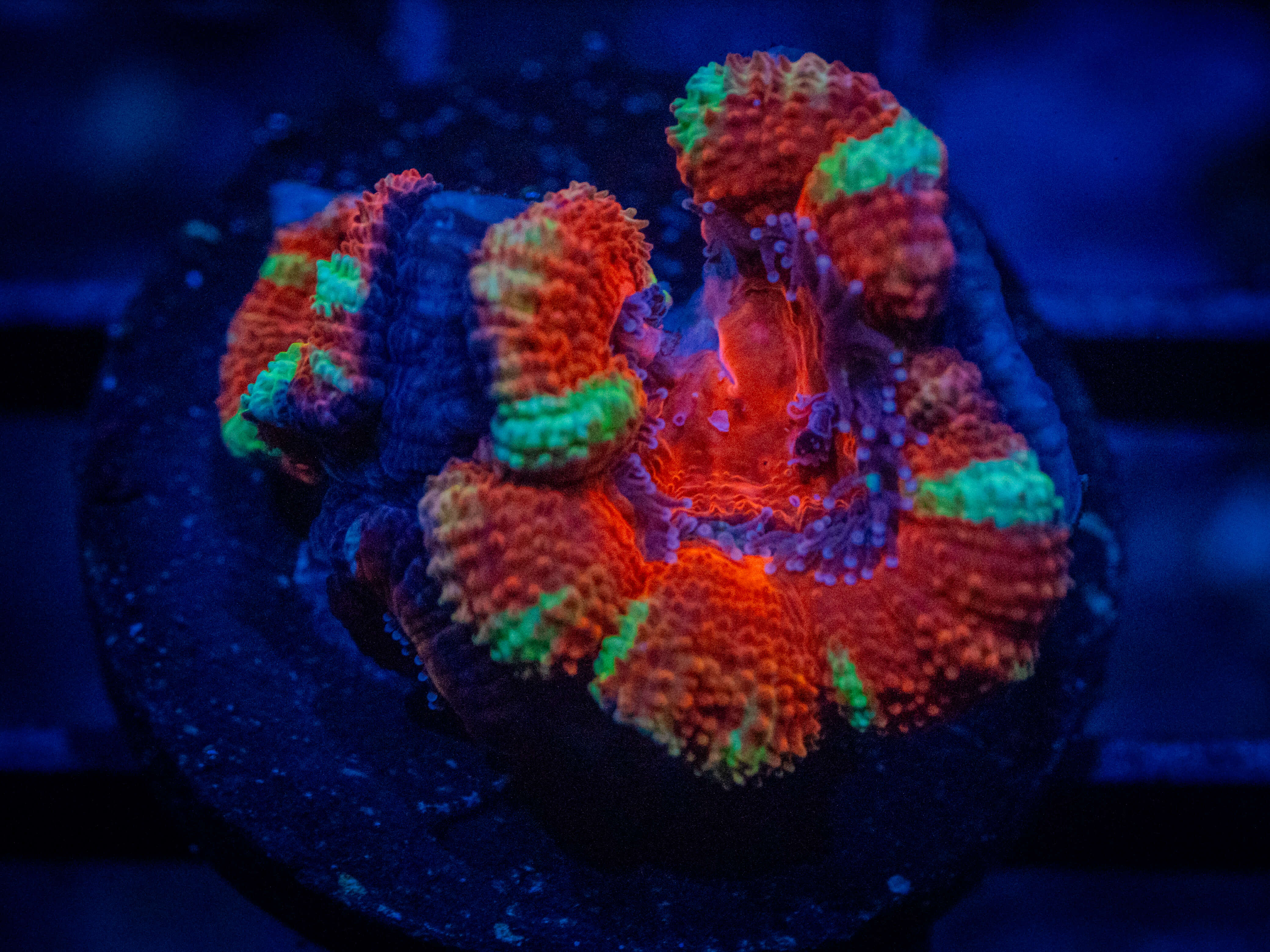 RVL Striped Acan coral image from ReefRivals, listed as Micromussa sp. and Acans