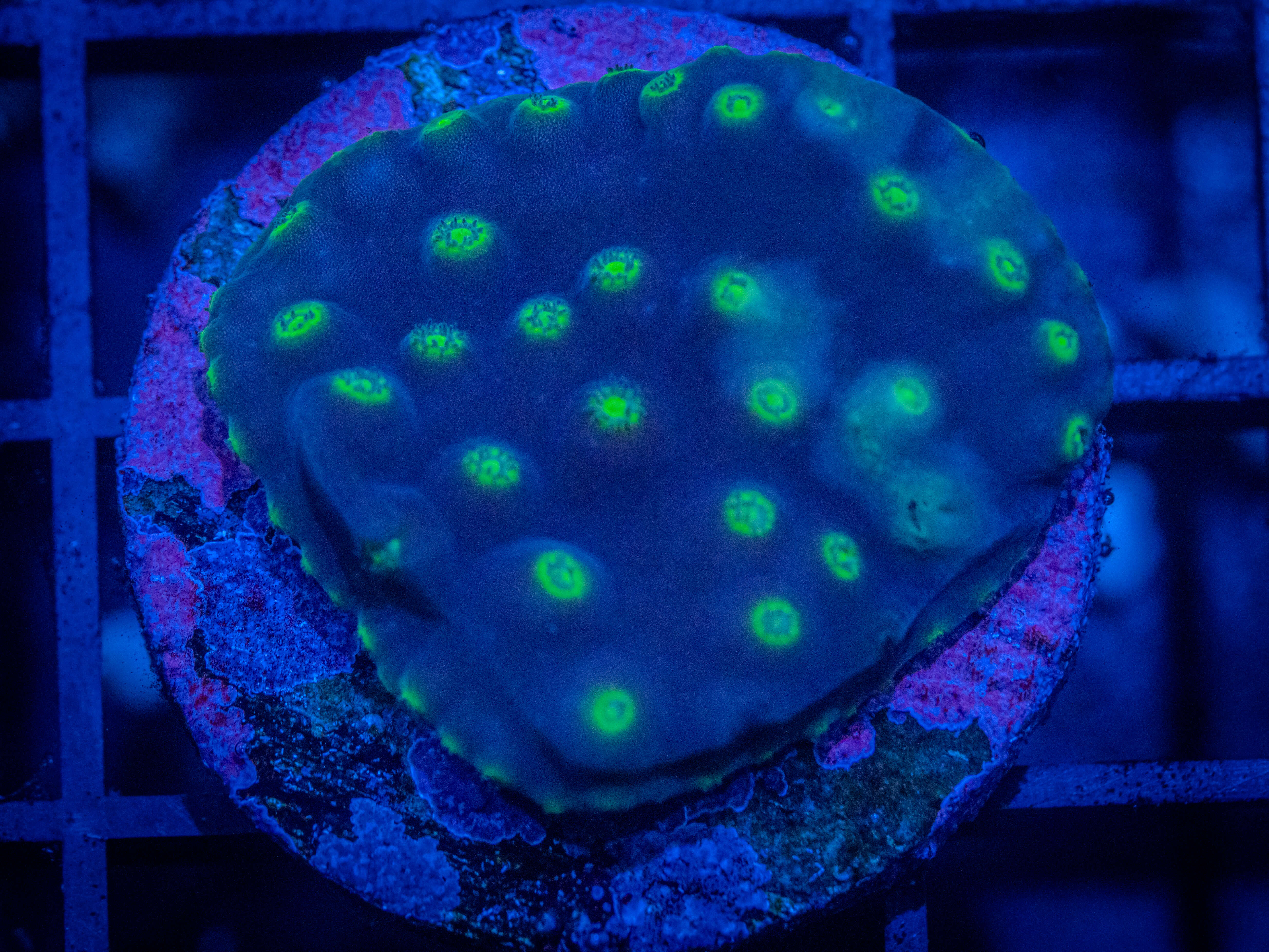 RVL Wizard Scroll coral image from ReefRivals, listed as Turbinaria sp. and SPS Plating