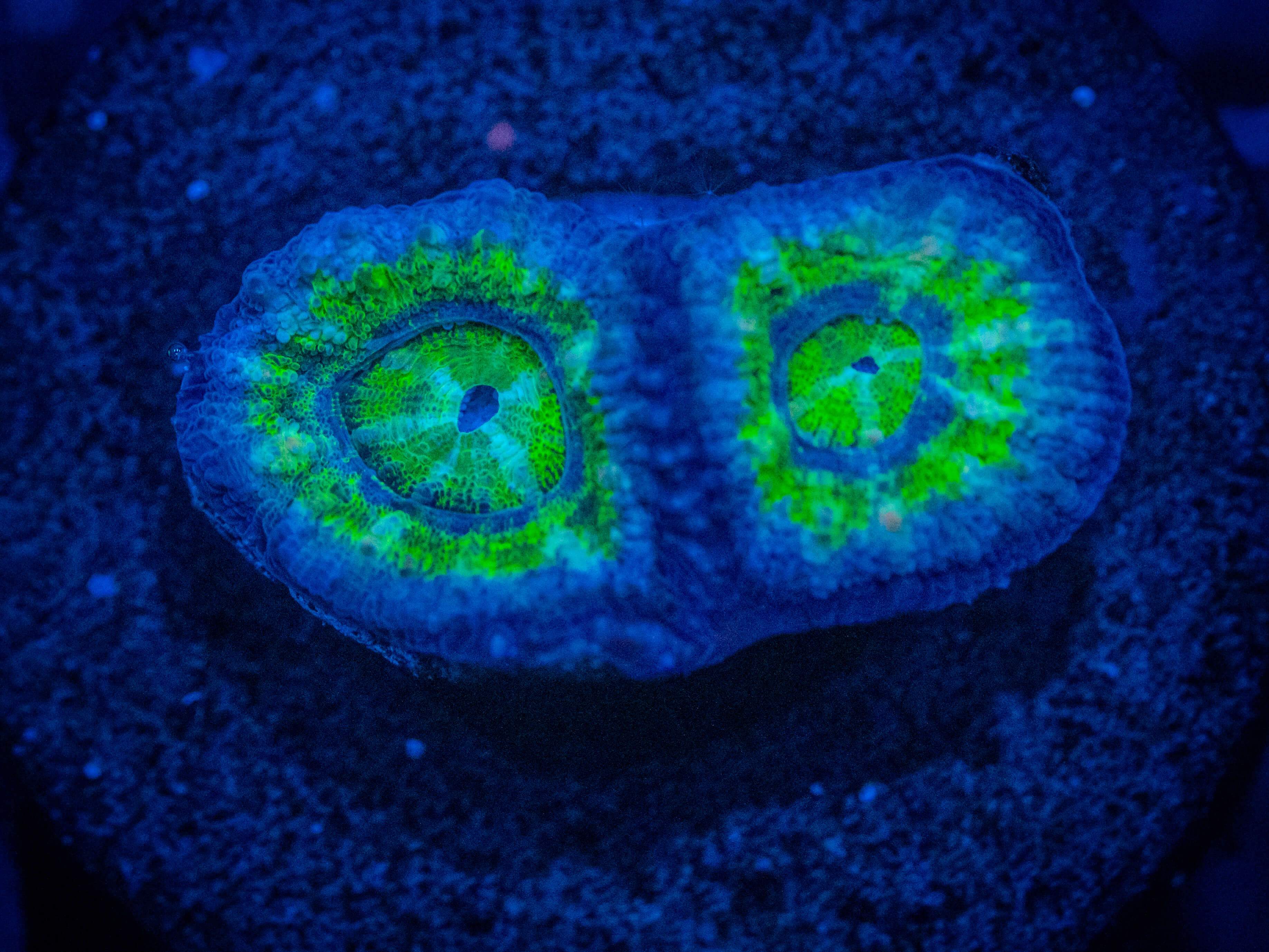 RVL Ocean Blue Acan WYSIWYG coral image | ReefRivals RVL Ocean Blue Acan coral image from ReefRivals, listed as Micromussa sp. and Acans