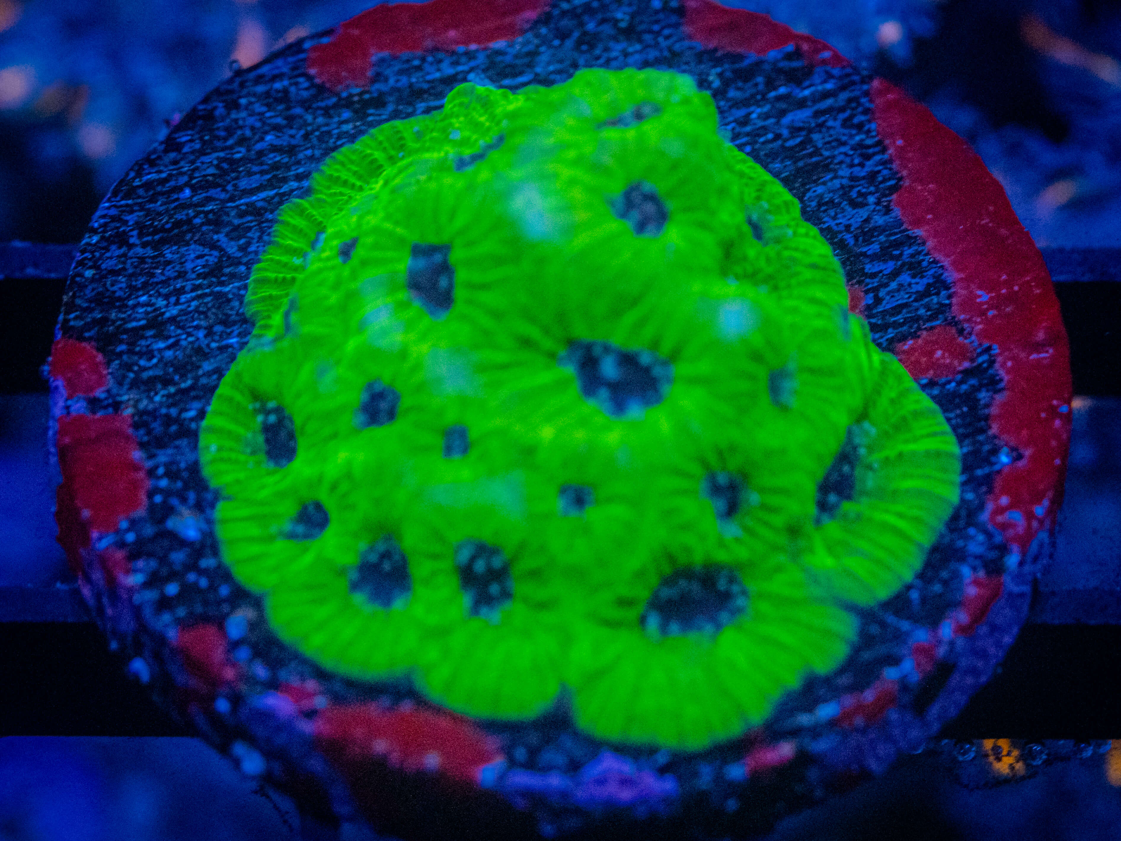 RVL Lime Green Favia coral image from ReefRivals, listed as Favia sp. and Favias