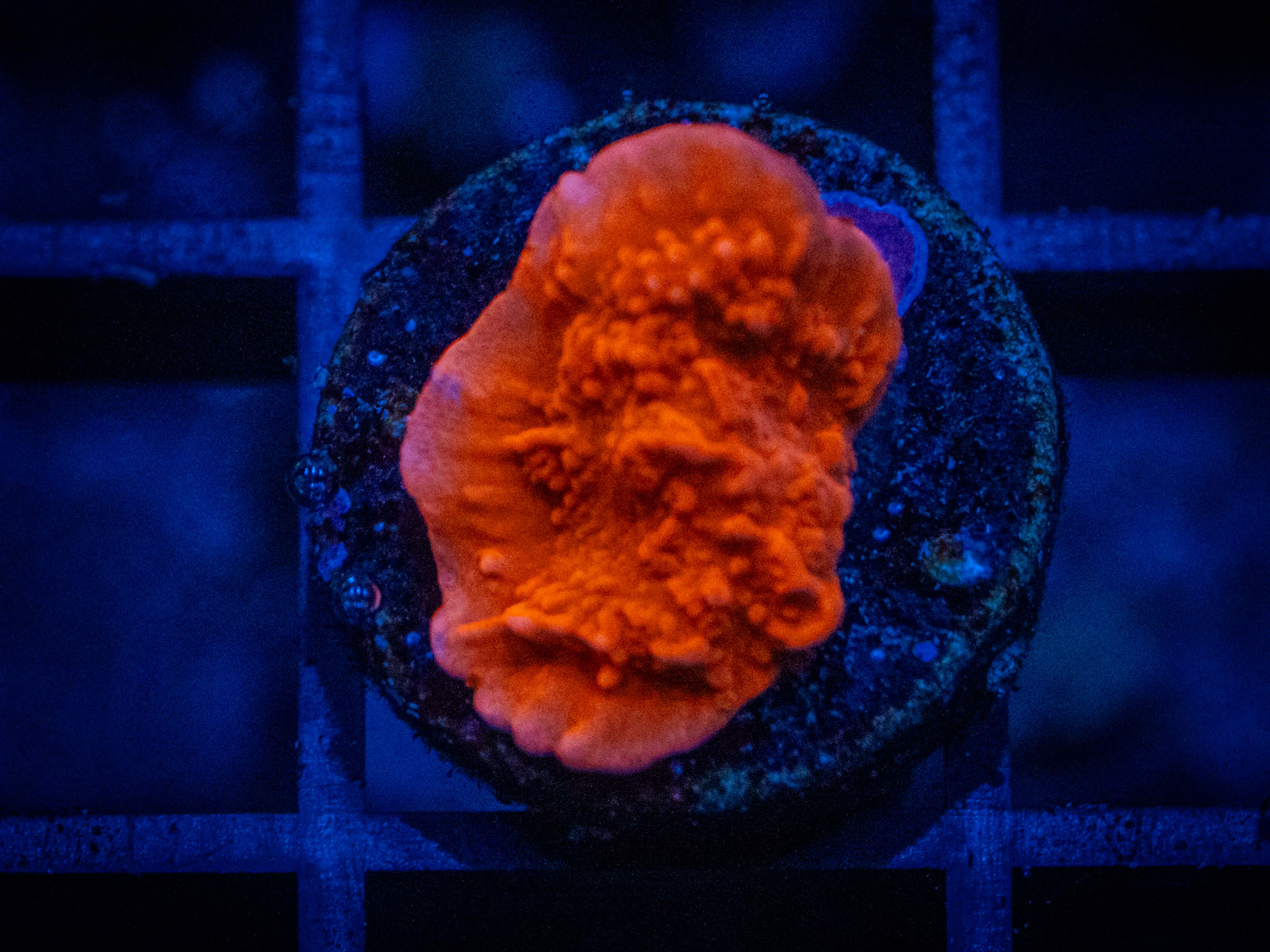 QCC Red Setosa Monti coral image from ReefRivals, listed as Montipora sp. and Montis