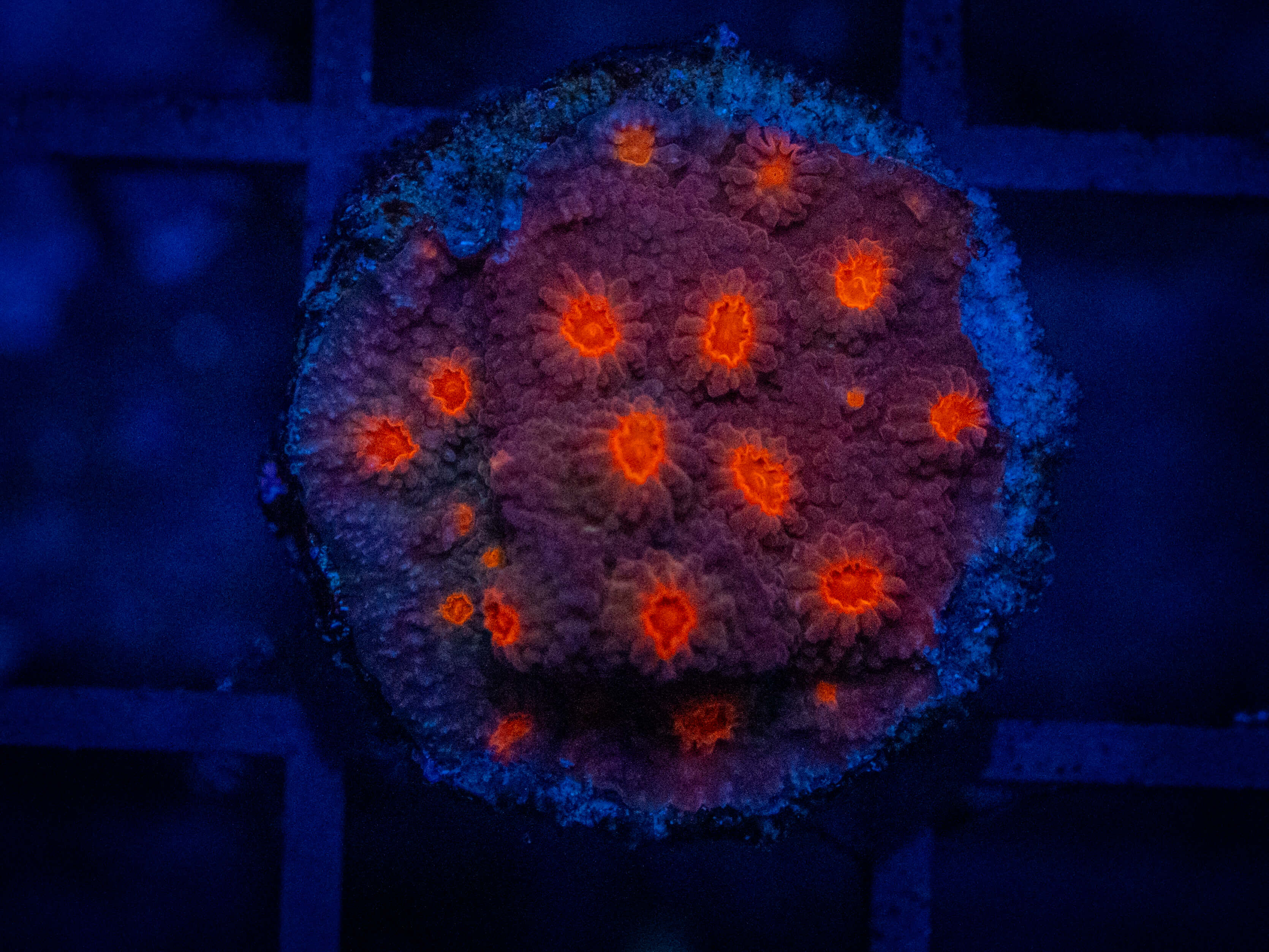 TG Bloodlust Cyphastrea coral image from ReefRivals, listed as Cyphastrea sp. and Encrusting
