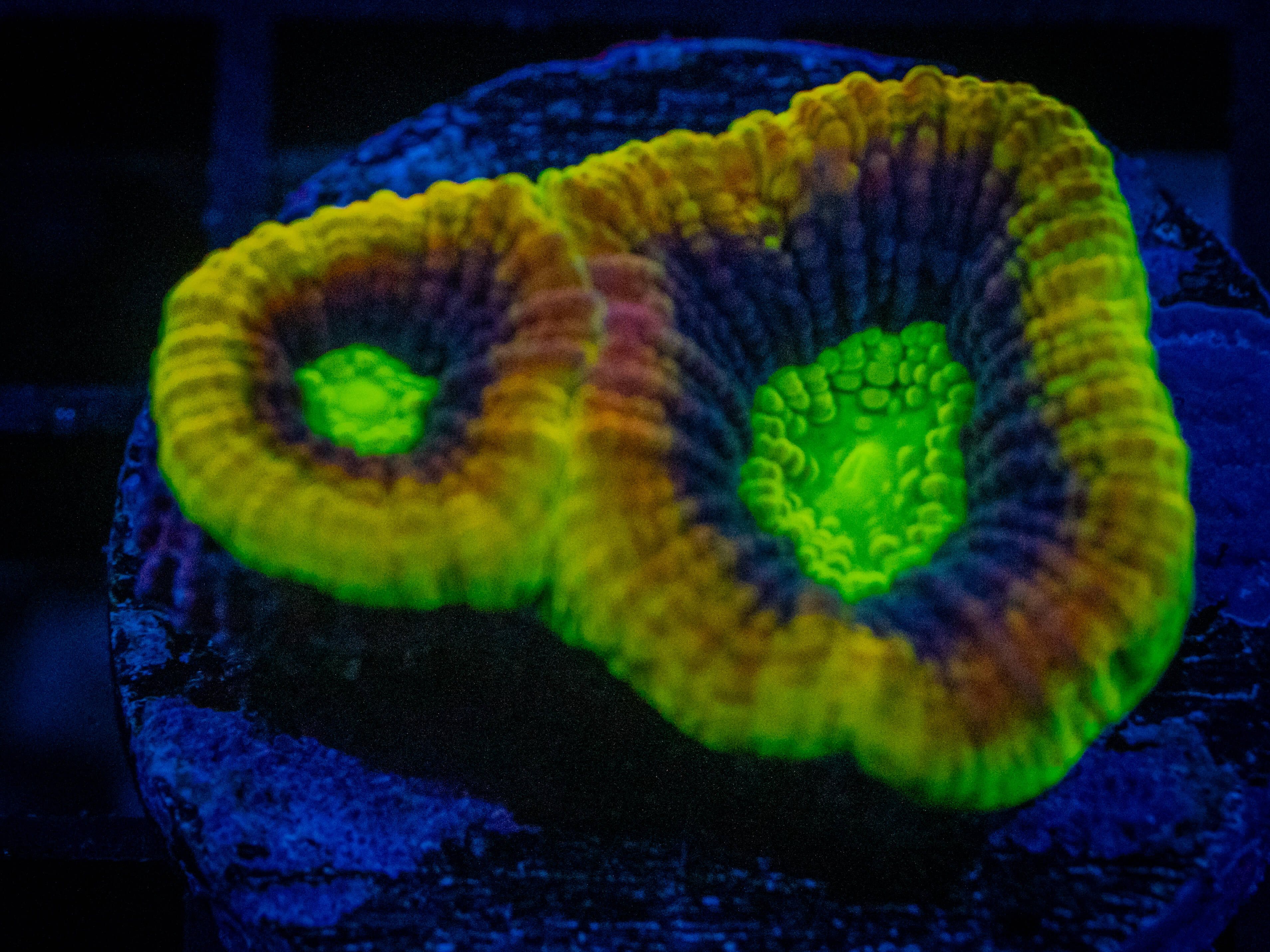 WWC Dragon Soul Favia coral image from ReefRivals, listed as Favia sp. and Favias