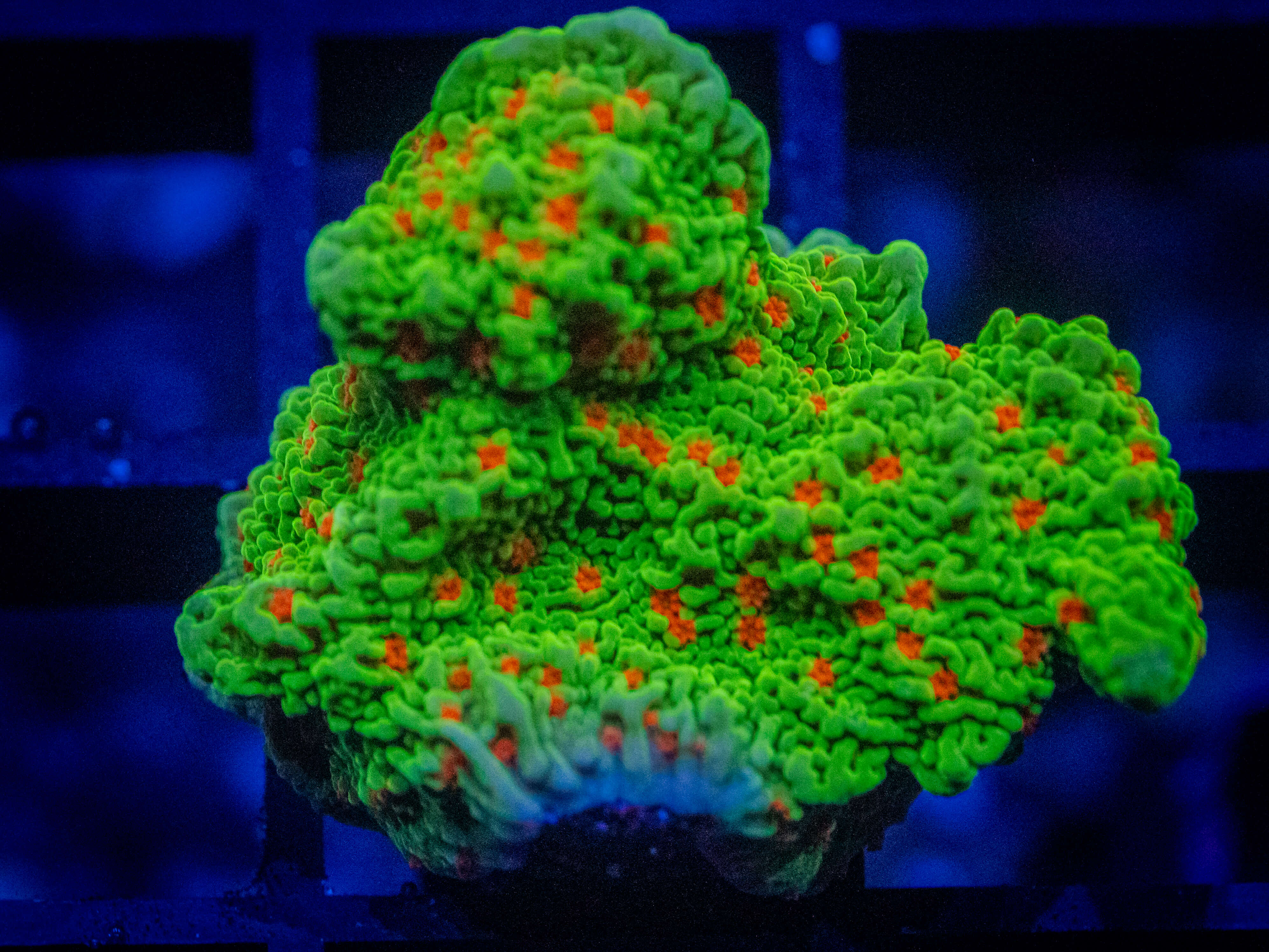 WWC Seasons Greetings Monti coral image from ReefRivals, listed as Montipora sp. and Montis