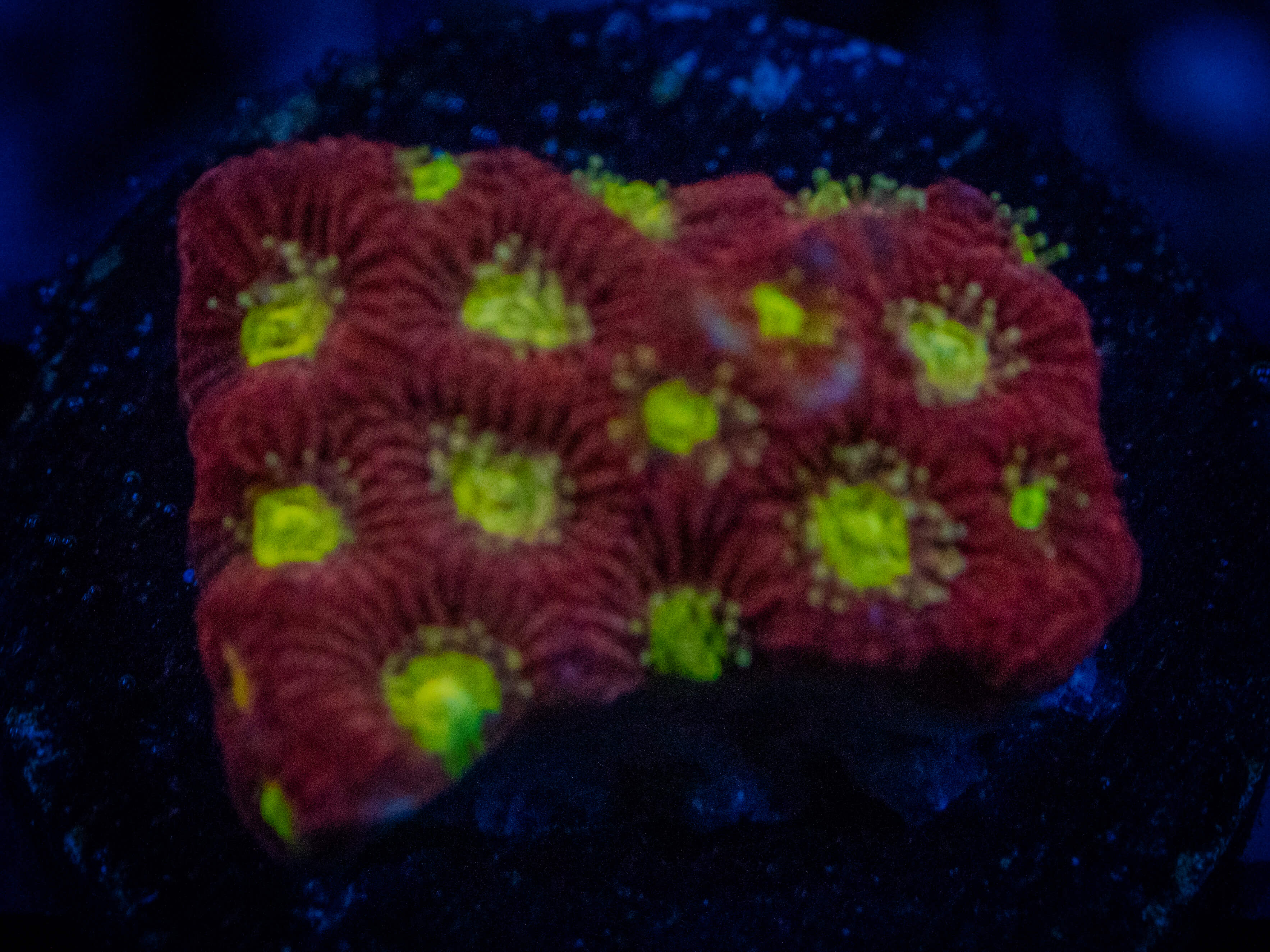 CE Bloody Mary Favia coral image from ReefRivals, listed as Favia sp. and Favias