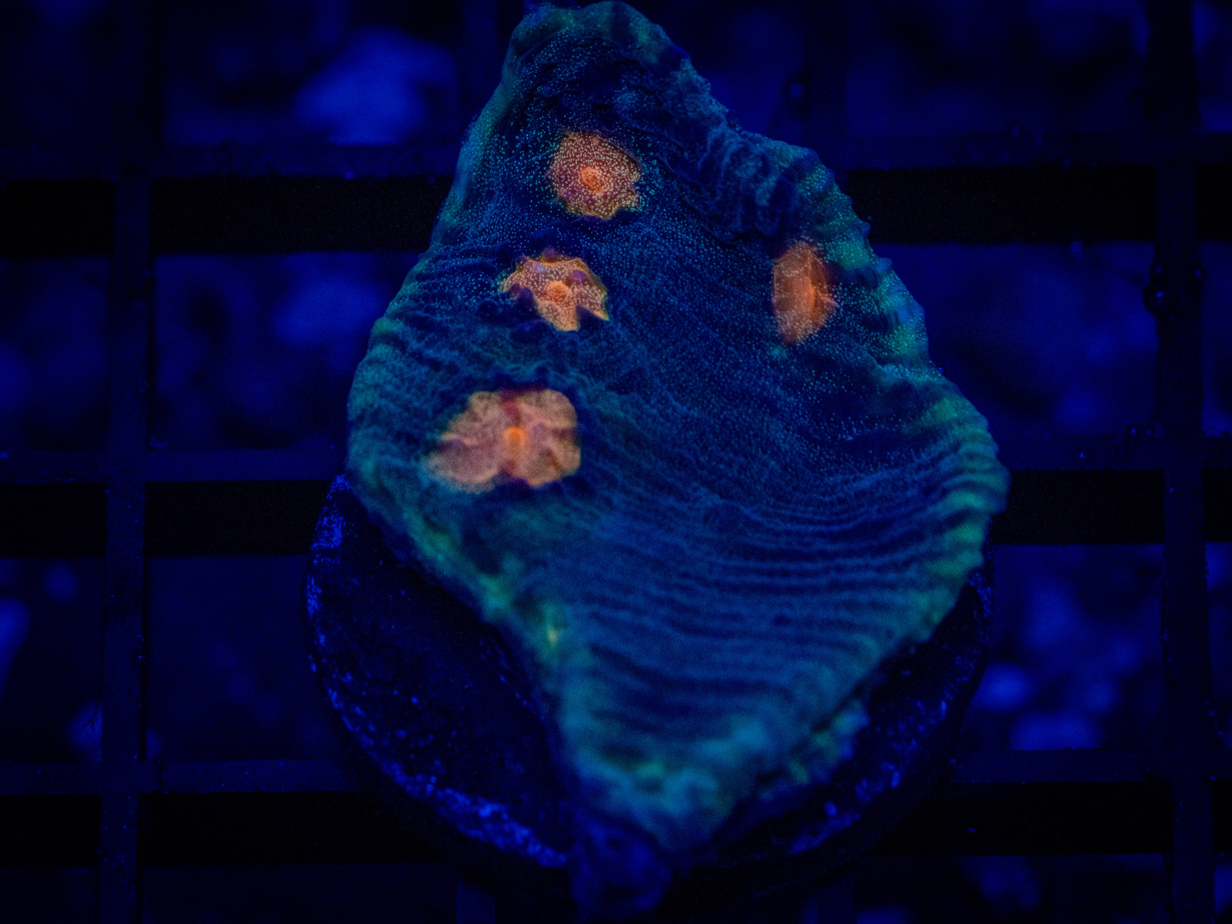 RVL 4 Eyes Chalice coral image from ReefRivals, listed as Echinophyllia sp. and Chalices
