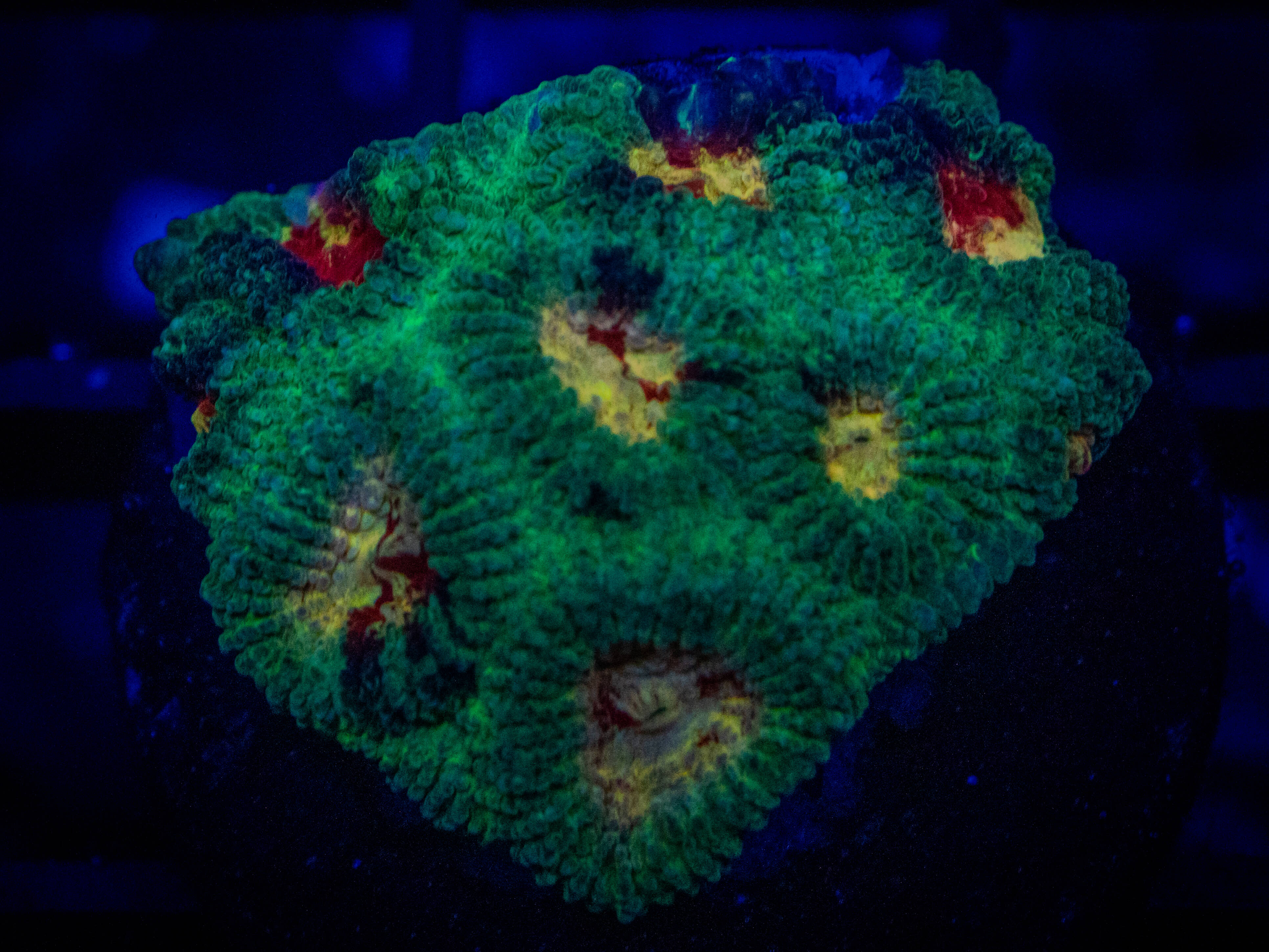 RMF PAradise Favia coral image from ReefRivals, listed as Favia sp. and Favias