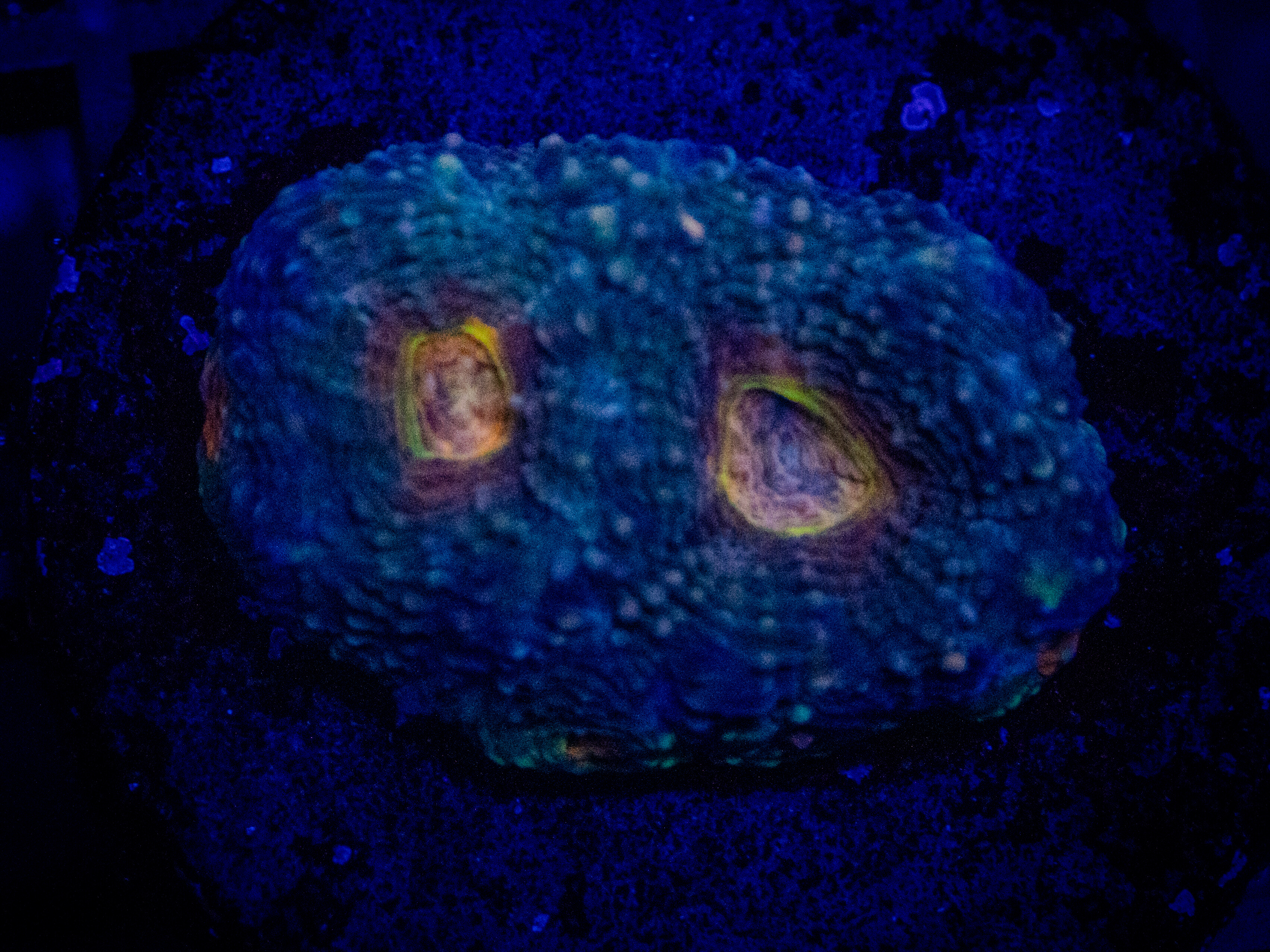 RVL Glowing Acan coral image from ReefRivals, listed as Micromussa sp. and Acans