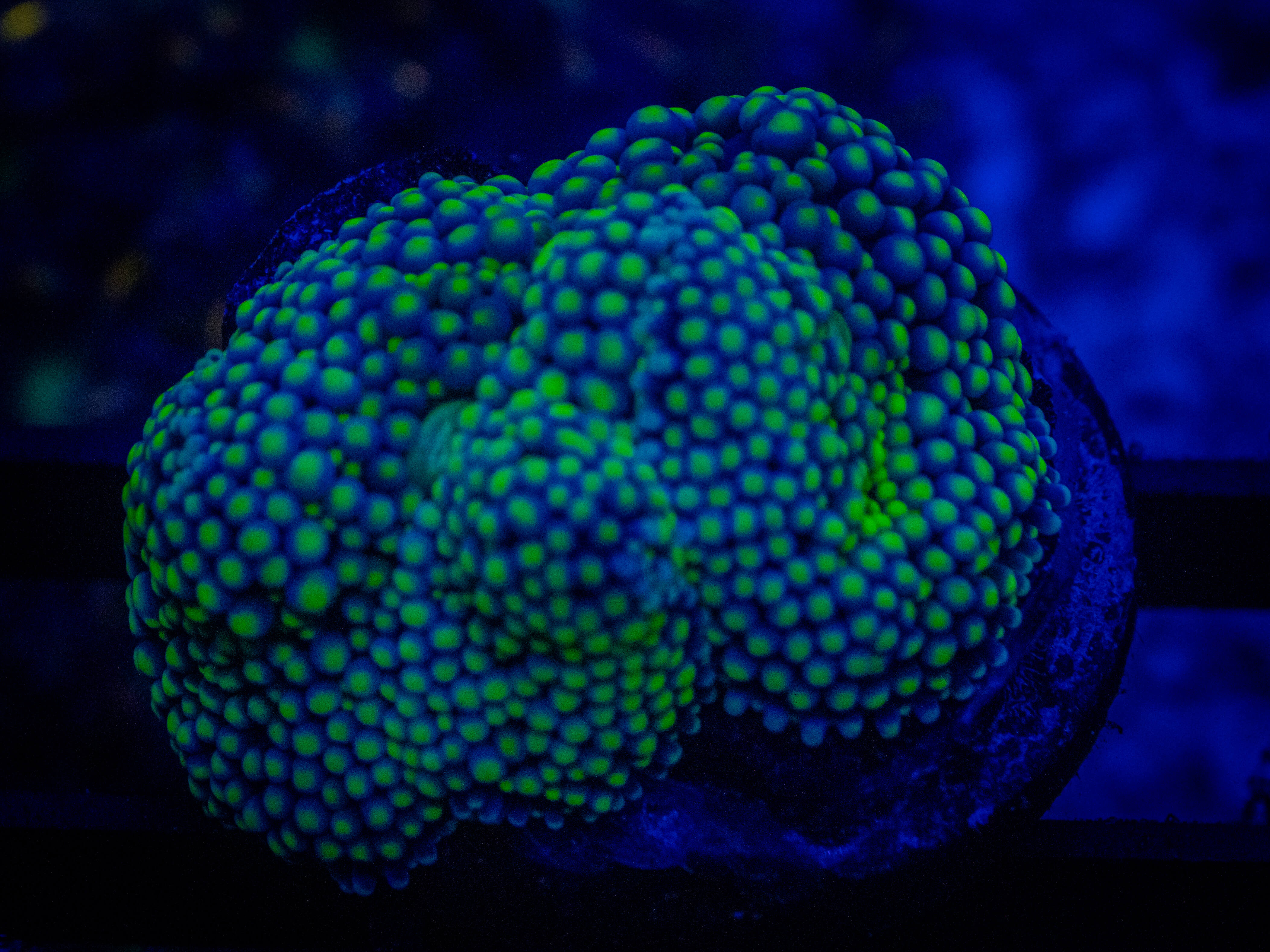 Ultra Ricordea Mushroom coral image from ReefRivals, listed as Ricordea yuma and Mushrooms