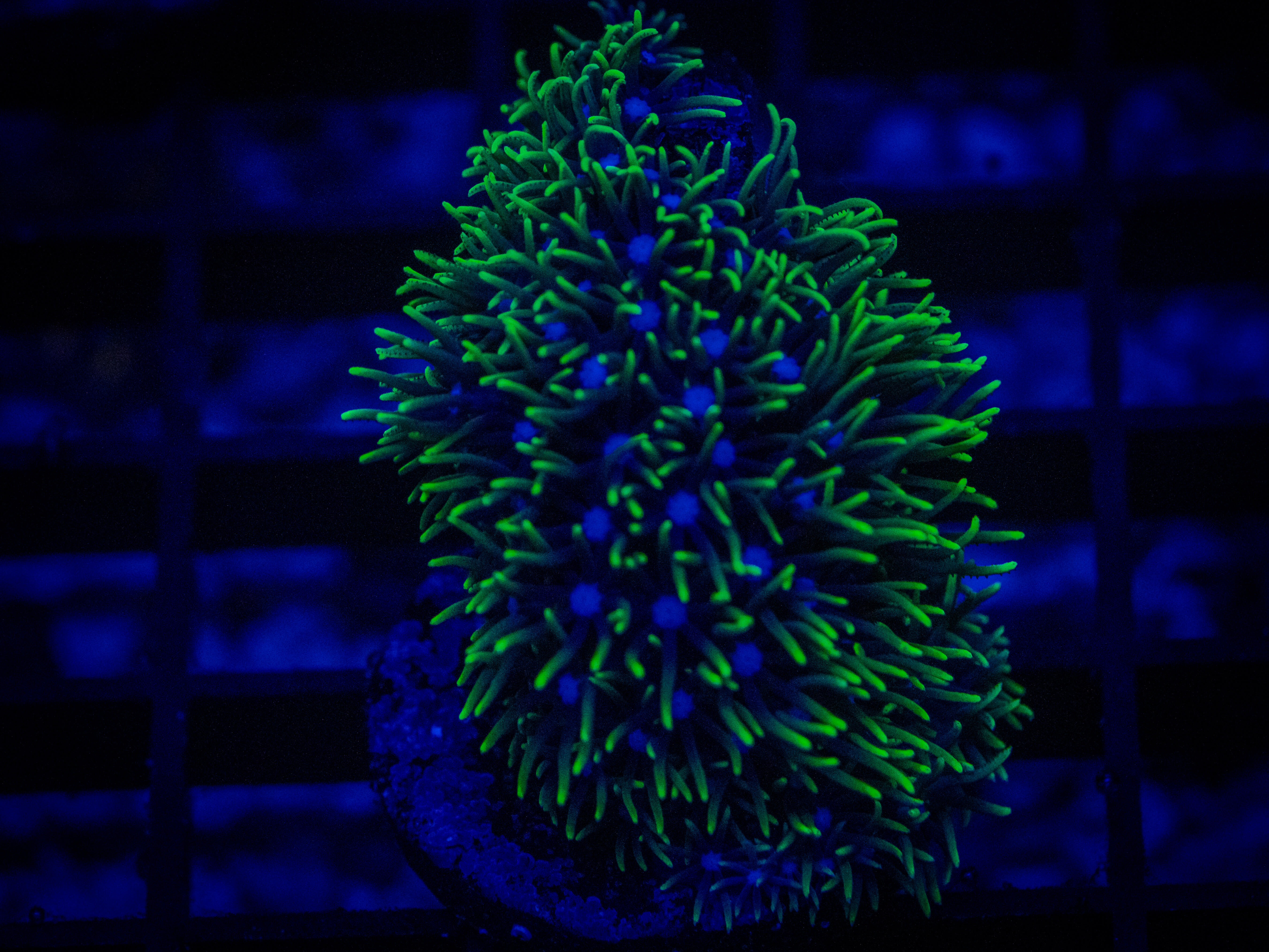 RVL Blue Core GSP coral image from ReefRivals, listed as Goniopora sp. and Gonis