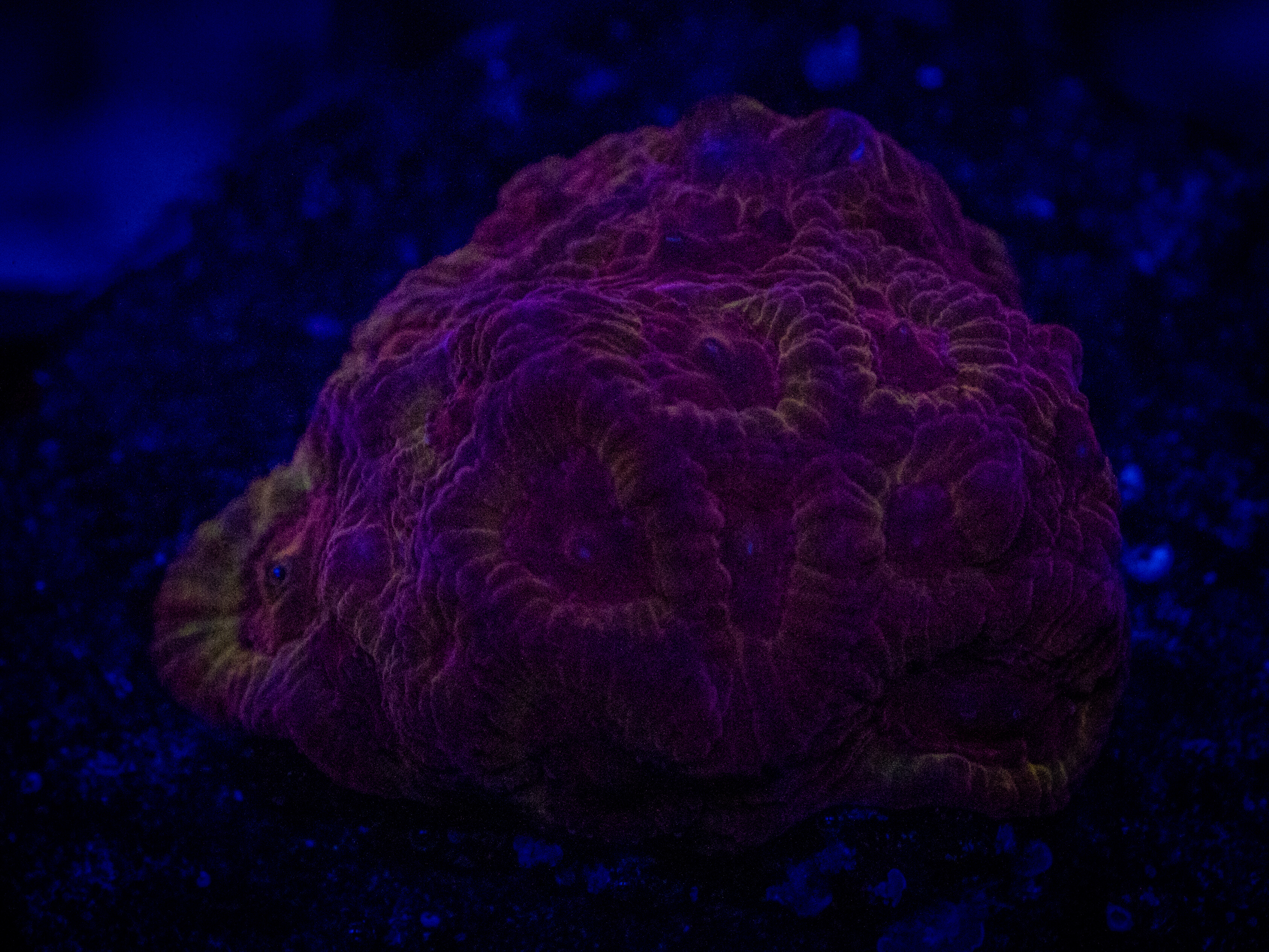 Purple Red Favia coral image from ReefRivals, listed as Favia sp. and Favias