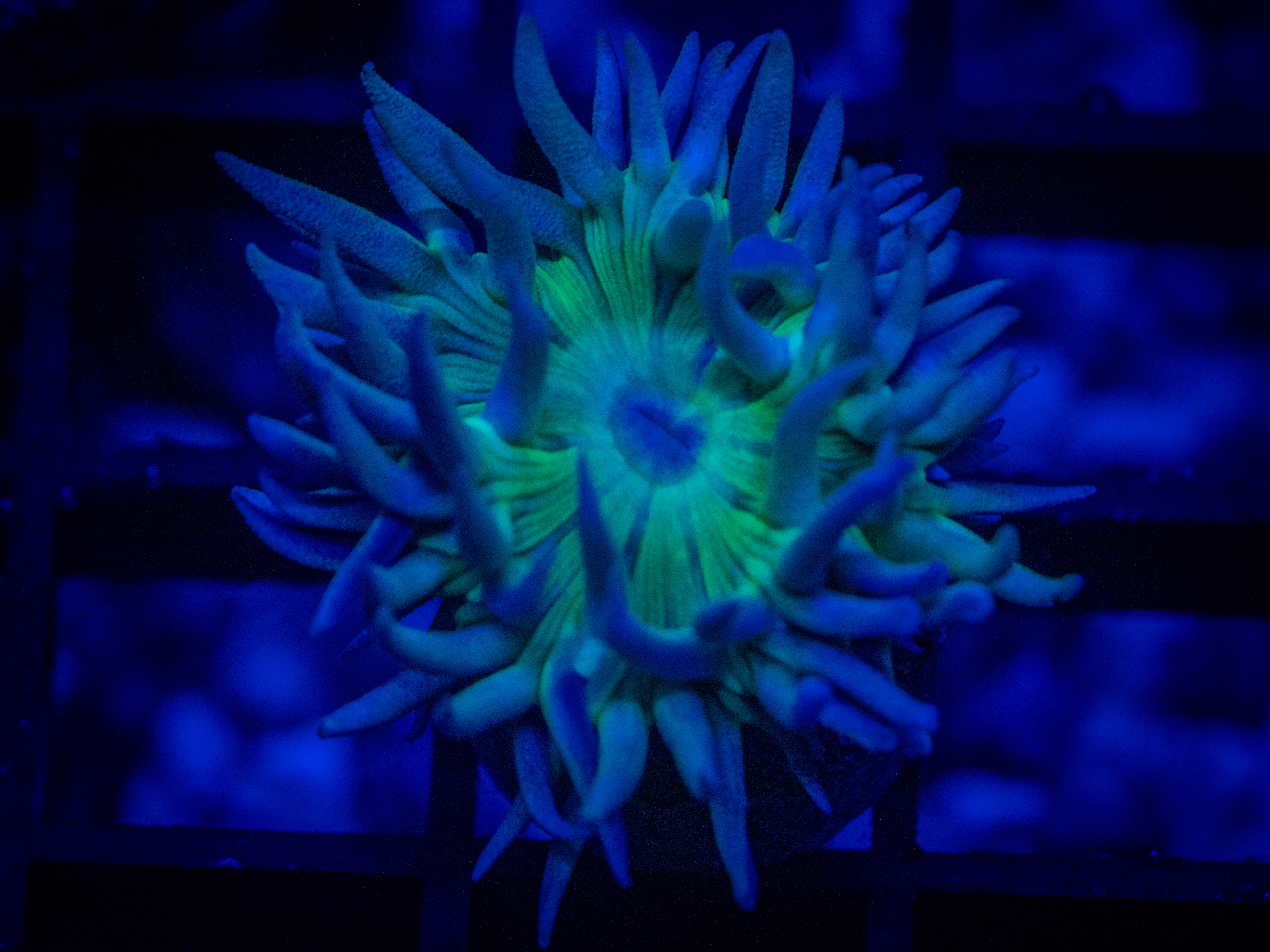RVL Splunkin Duncan coral image from ReefRivals, listed as Duncanopsammia axifuga and Duncans