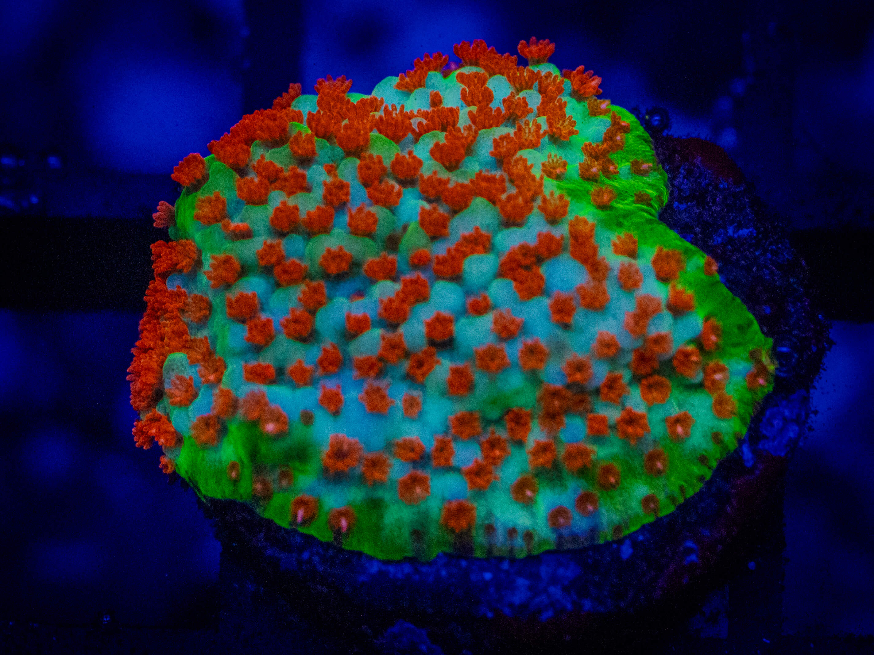 QCC Chilli Pepper Monti coral image from ReefRivals, listed as Montipora sp. and Montis
