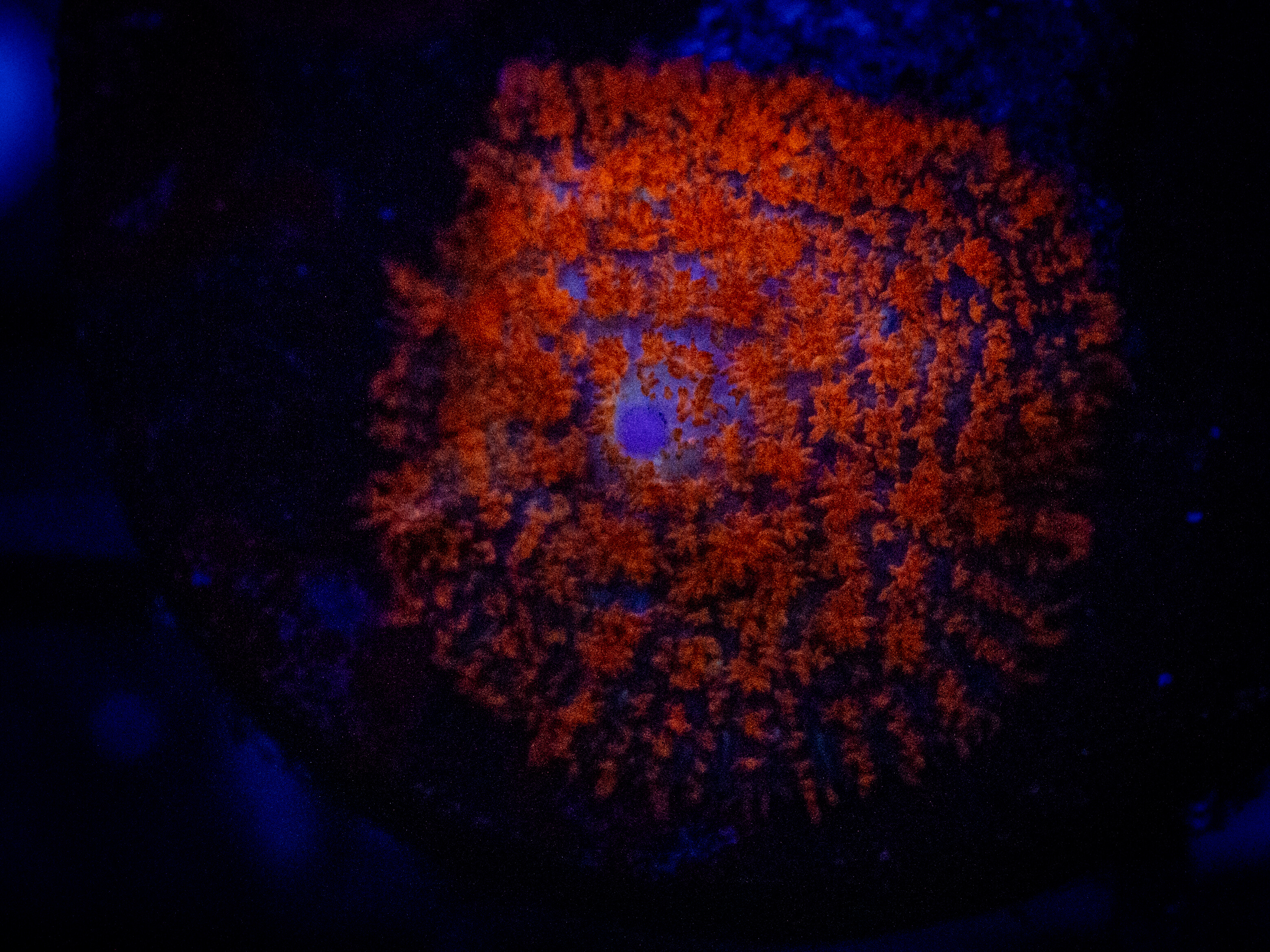 Orange Rhodactis Mushroom coral image from ReefRivals, listed as Rhodactis spp. and Mushrooms