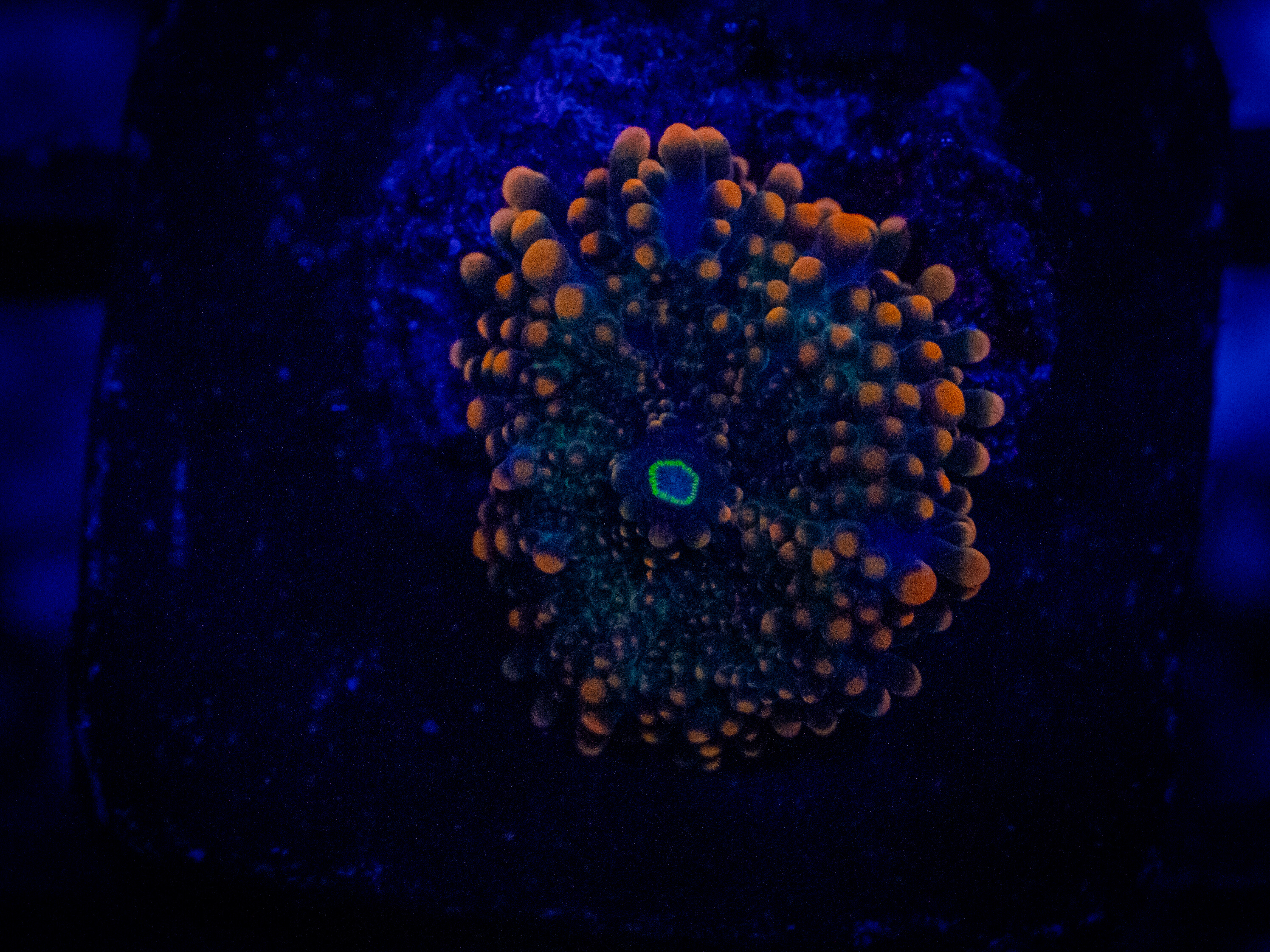 Ricordea yuma Mushroom coral image from ReefRivals, listed as Ricordea yuma and Mushrooms