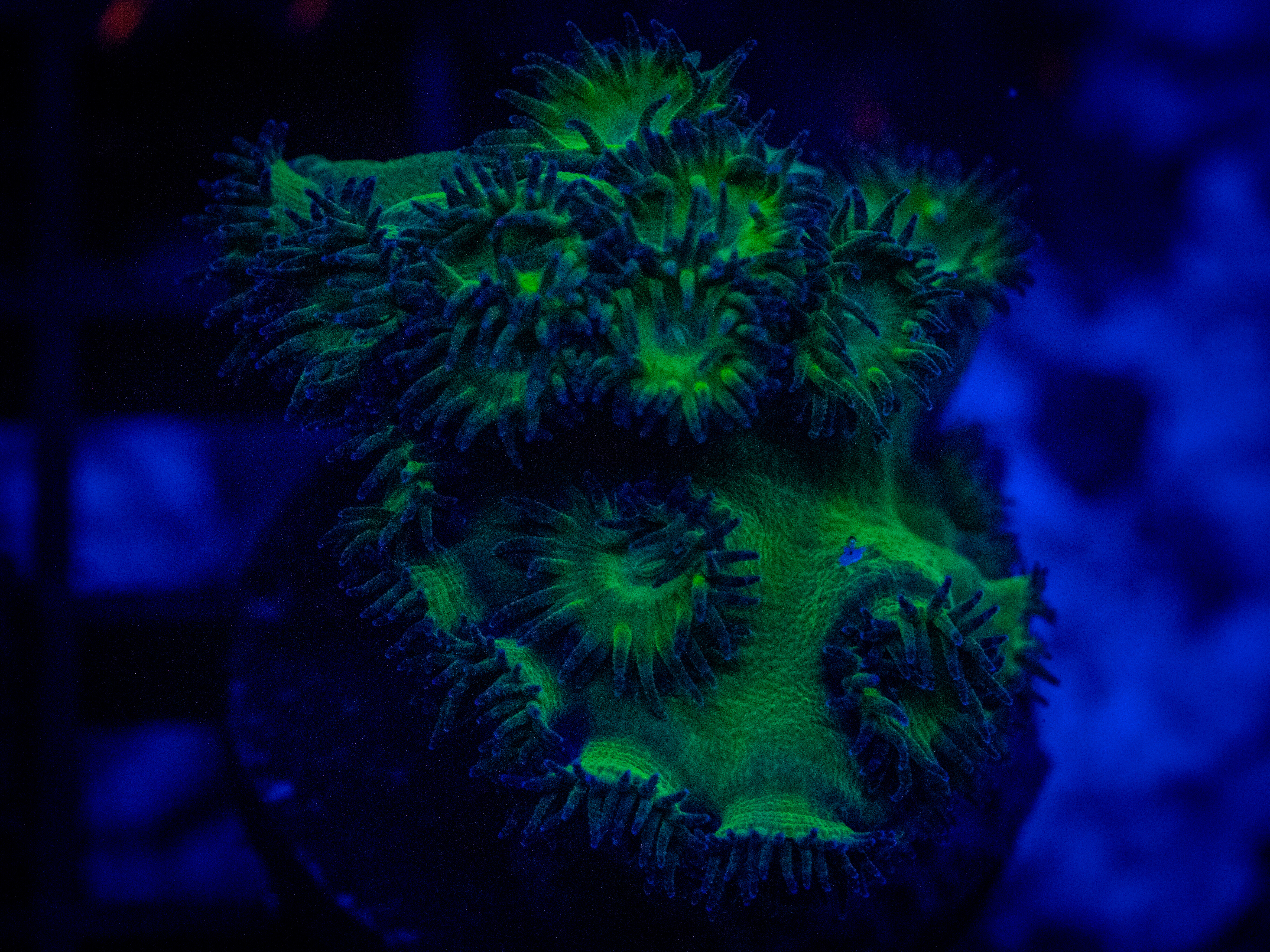 WWC Mint Chip Plesiastrea coral image from ReefRivals, listed as Leptastrea sp. and SPS Branching