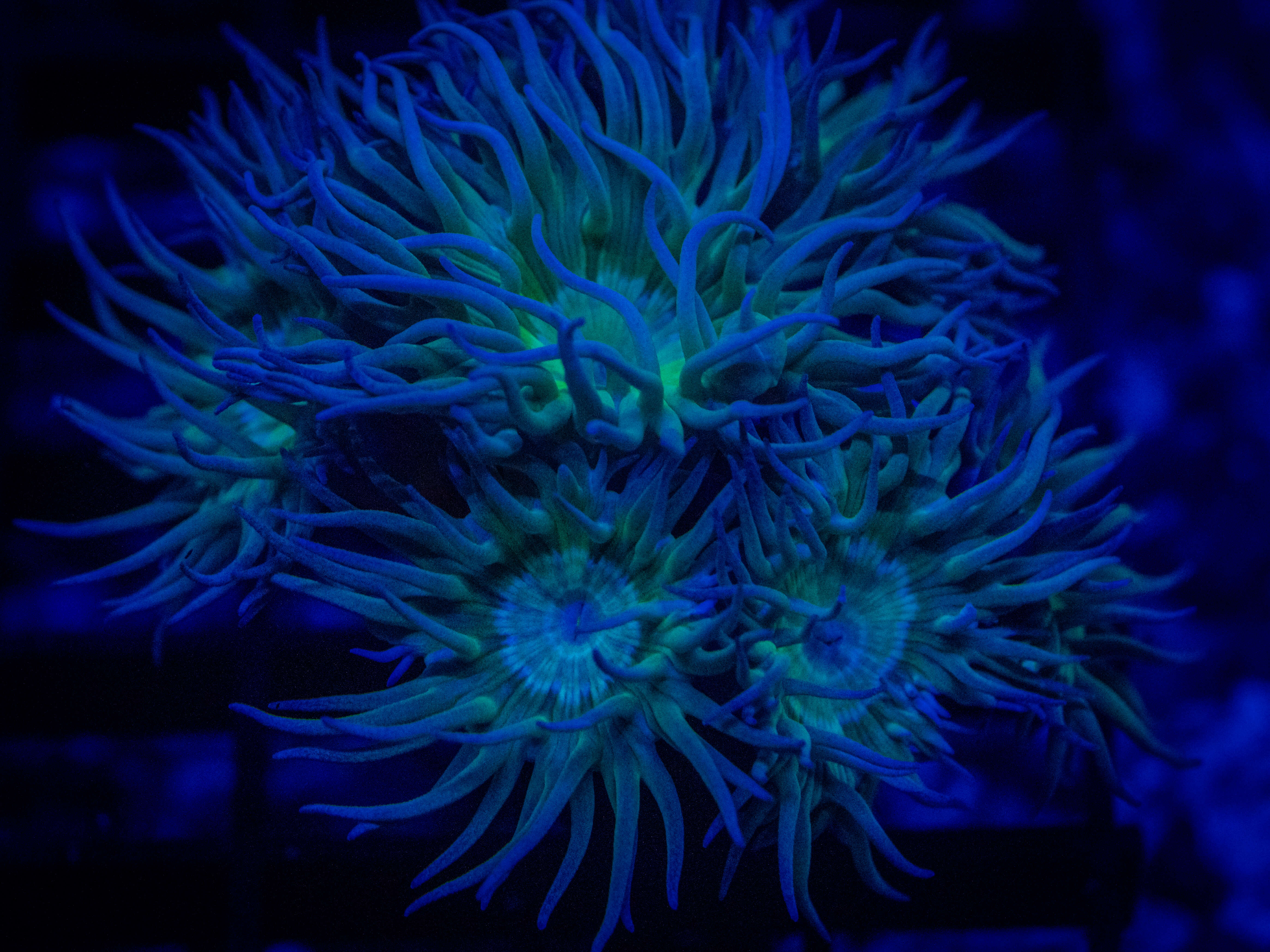 RVL Spirit Keeper Duncan coral image from ReefRivals, listed as Duncanopsammia axifuga and Duncans