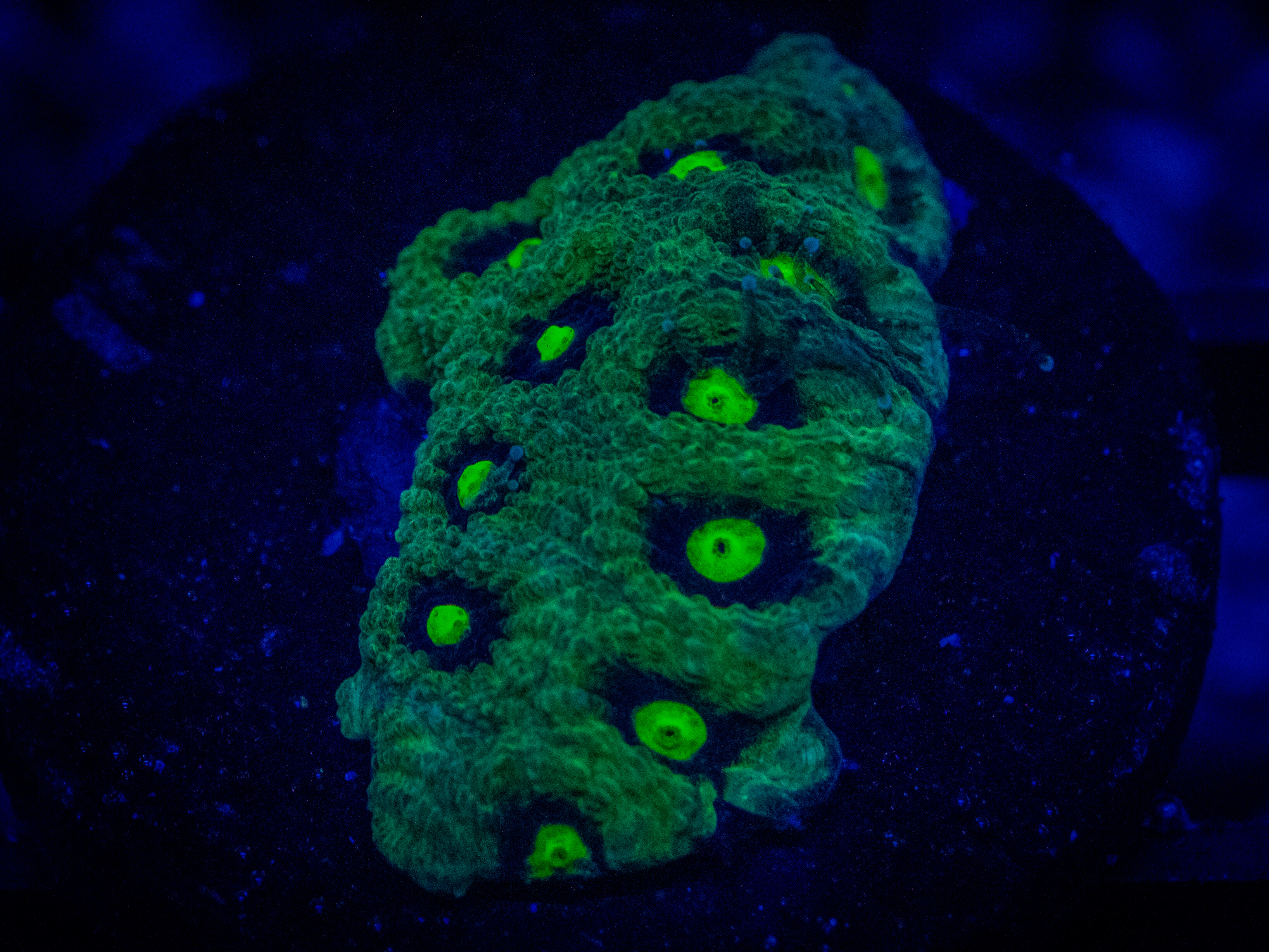 CA Lemon Lime Favia coral image from ReefRivals, listed as Favia sp. and Favias
