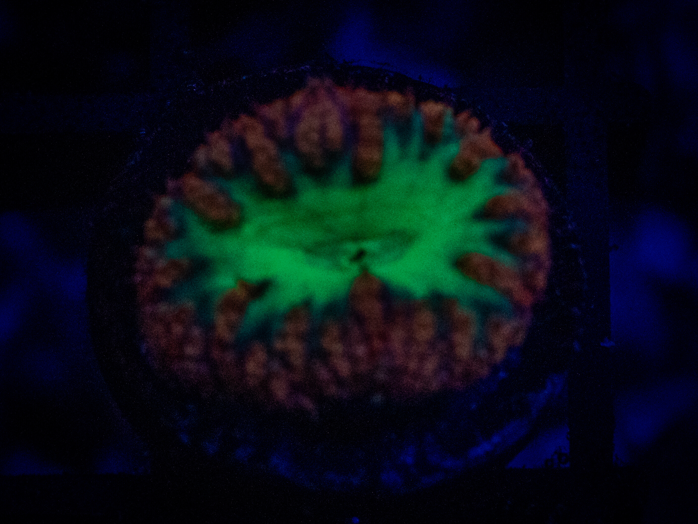 Neon Green and Red Blasto coral image from ReefRivals, listed as Blastomussa sp. and Soft Coral