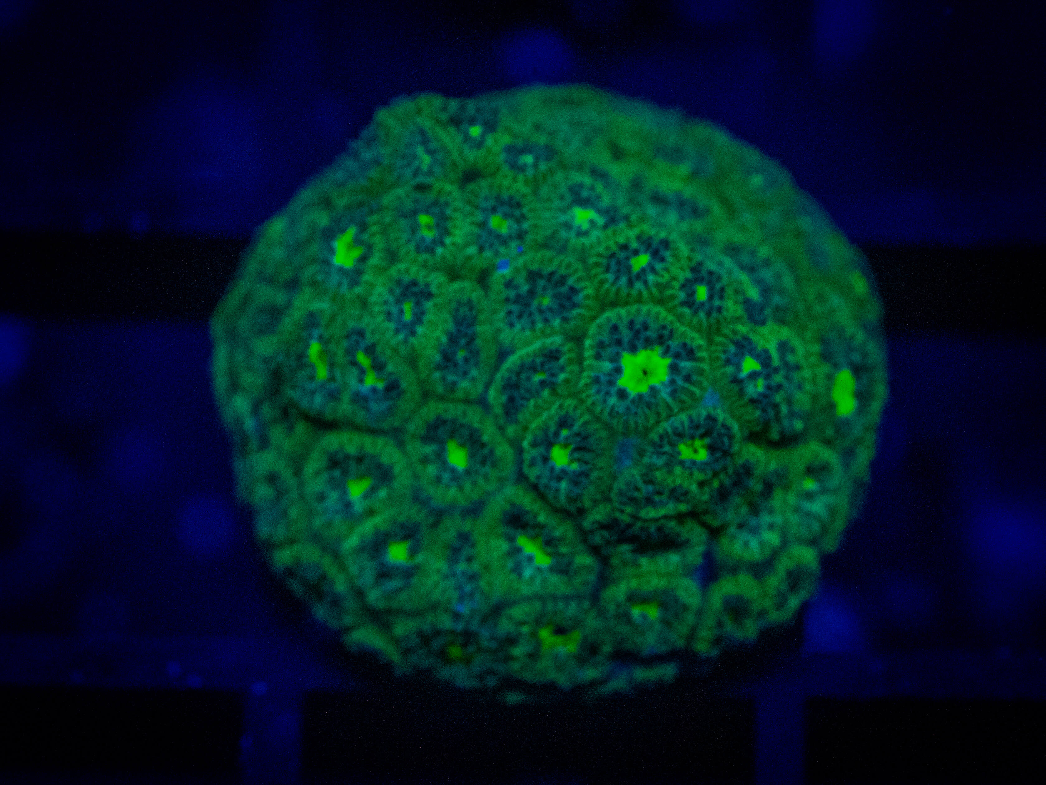 CB Hulk Leptastrea coral image from ReefRivals, listed as Leptastrea sp. and Encrusting