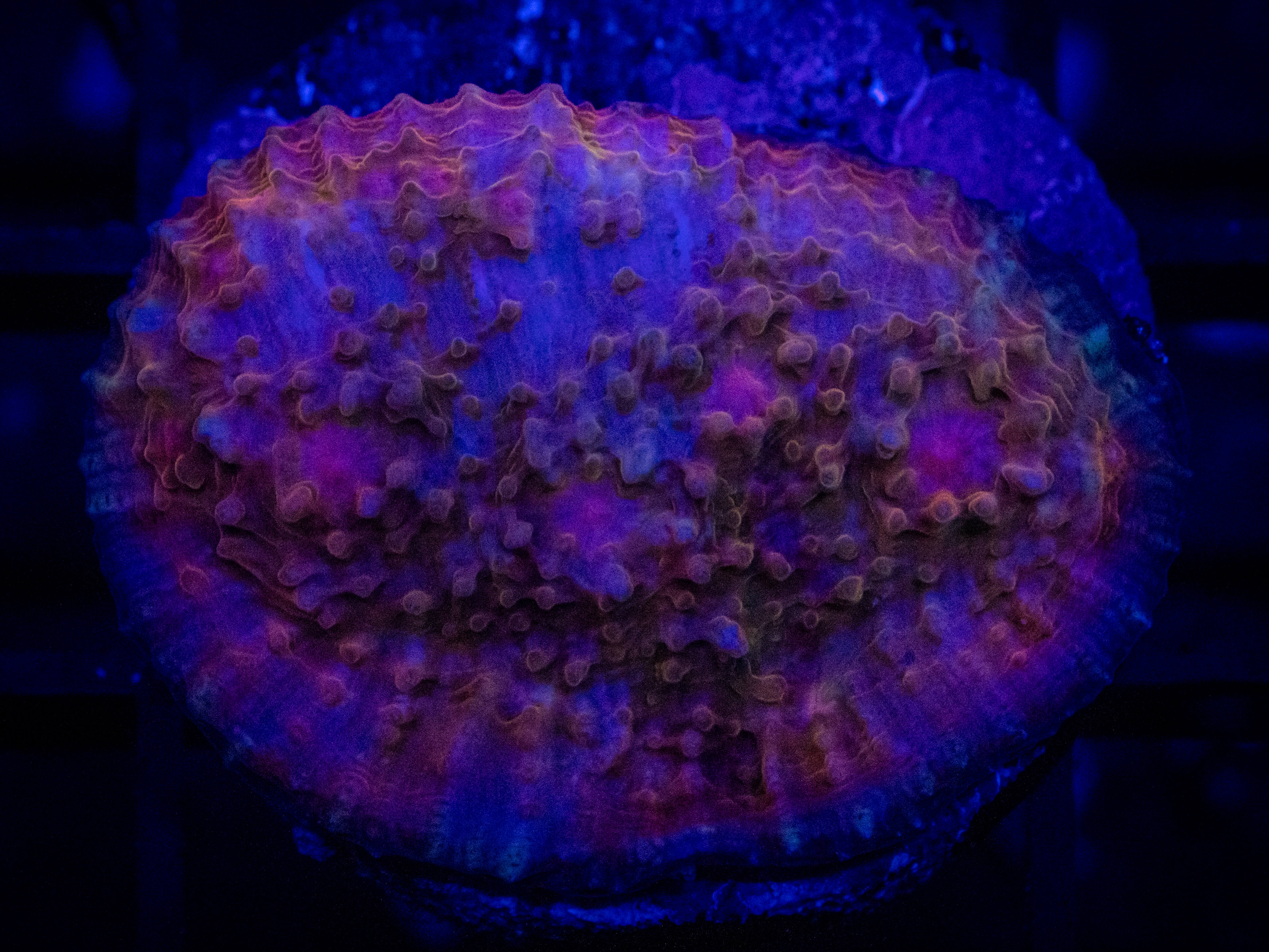 RVL Purple Haze Chalice coral image from ReefRivals, listed as Echinophyllia sp. and Chalices