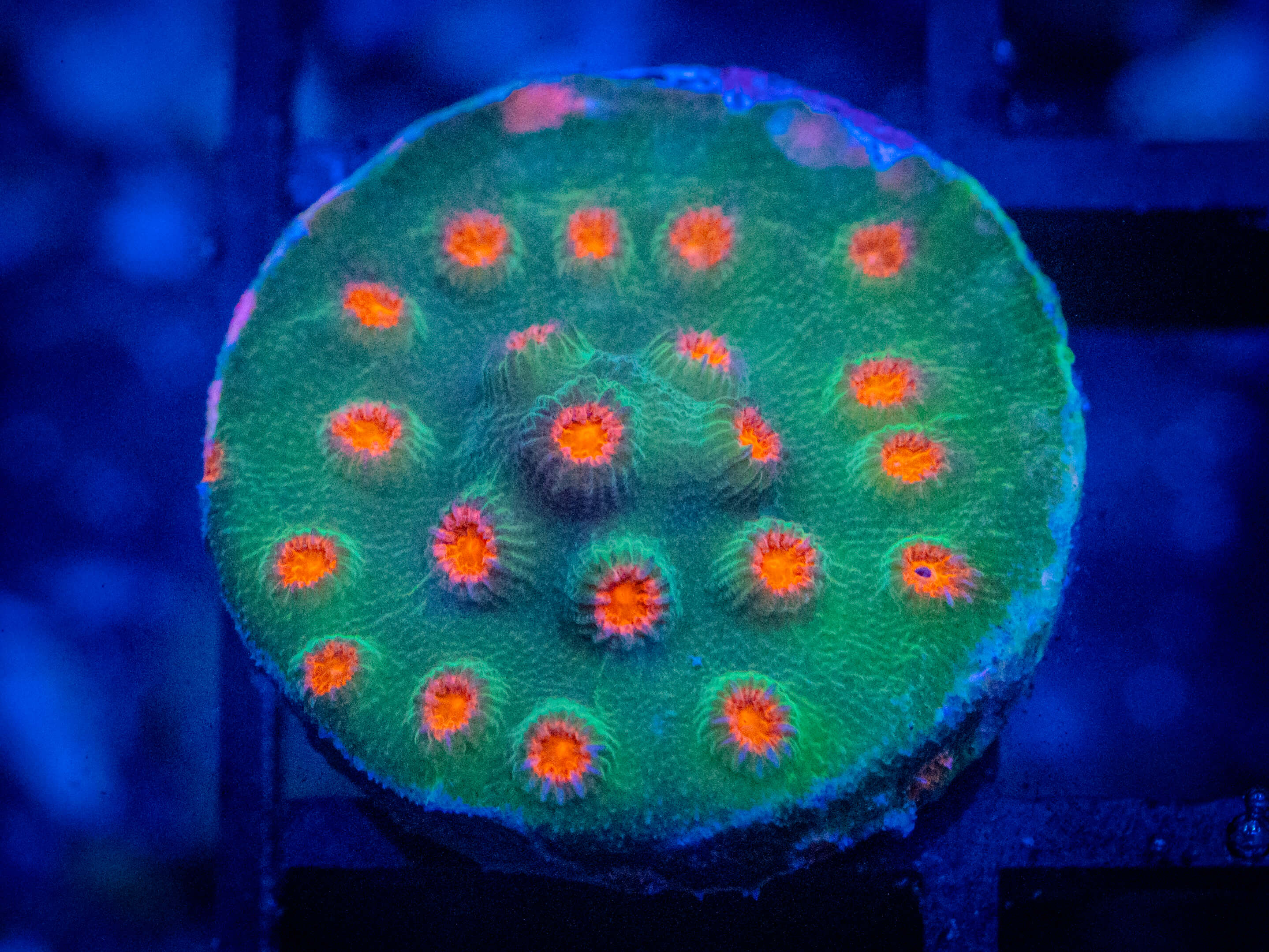 CE Meteor Shower Cyphastrea WYSIWYG coral image | ReefRivals CE Meteor Shower Cyphastrea coral image from ReefRivals, listed as Cyphastrea sp. and Encrusting