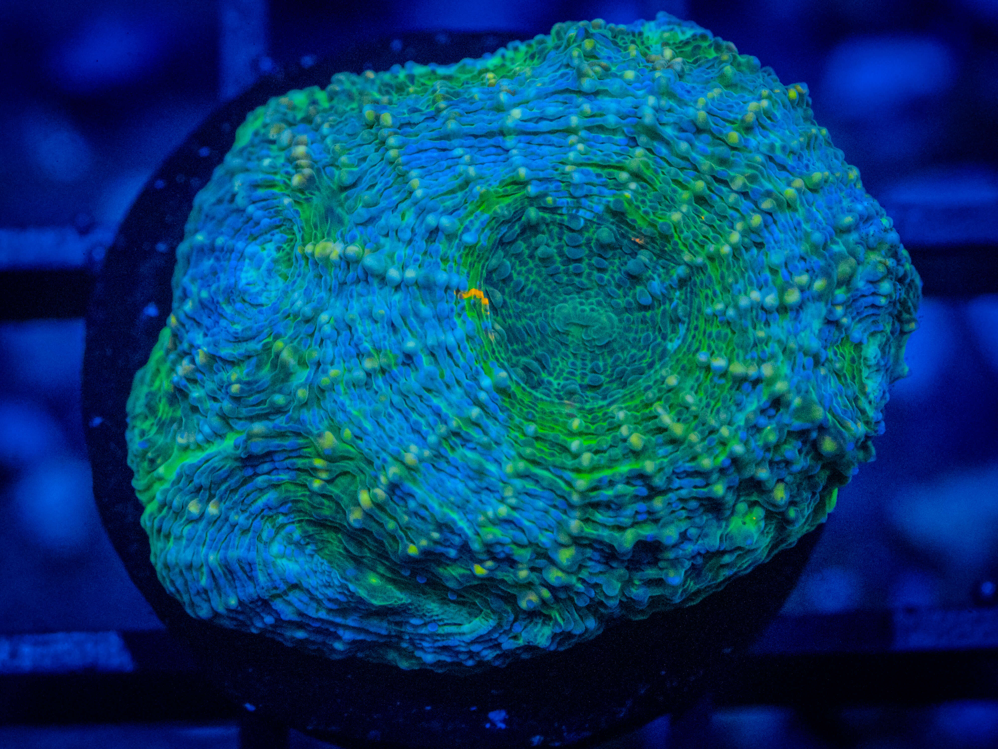 RVL Green Splatter Echinata coral image from ReefRivals, listed as Micromussa sp. and Acans