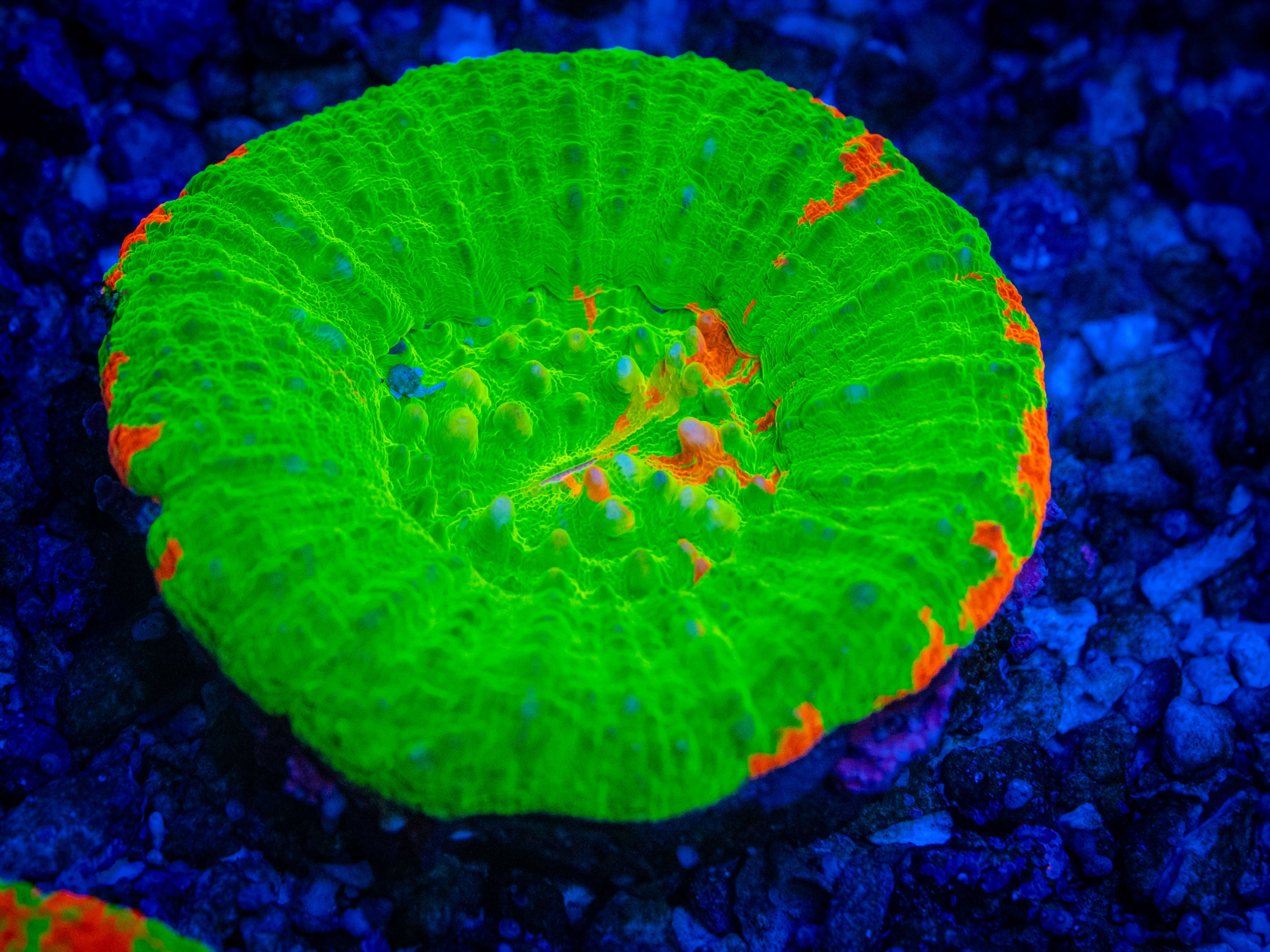 ECC Candy Apple Scoly (Medium) coral image from ReefRivals, listed as Homophyllia sp. and LPS Fleshy