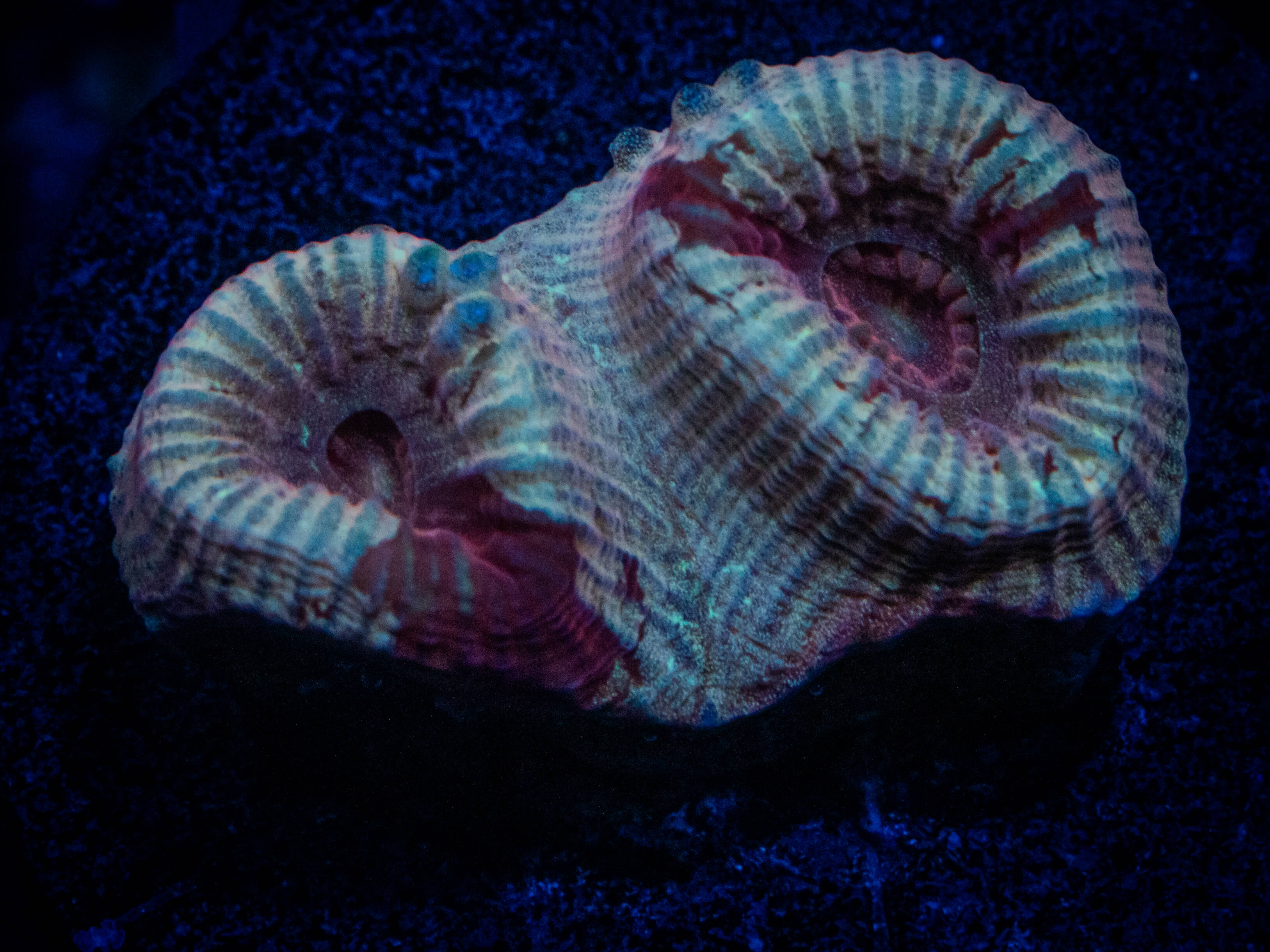 RVL Bloodsport Favia coral image from ReefRivals, listed as Favia sp. and Favias