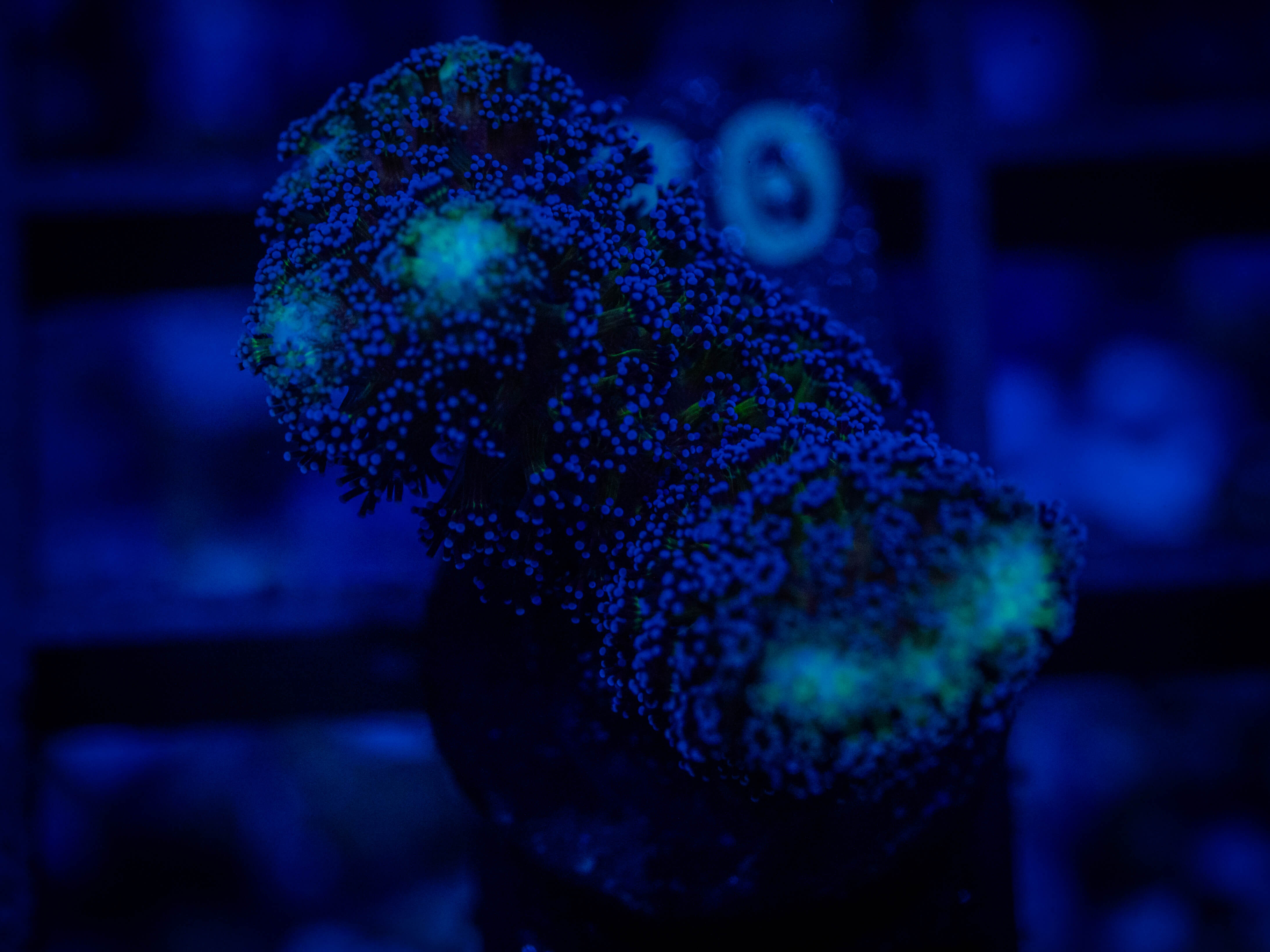 RVL Ultra Stylo coral image from ReefRivals, listed as Stylocoeniella spp. and SPS Branching