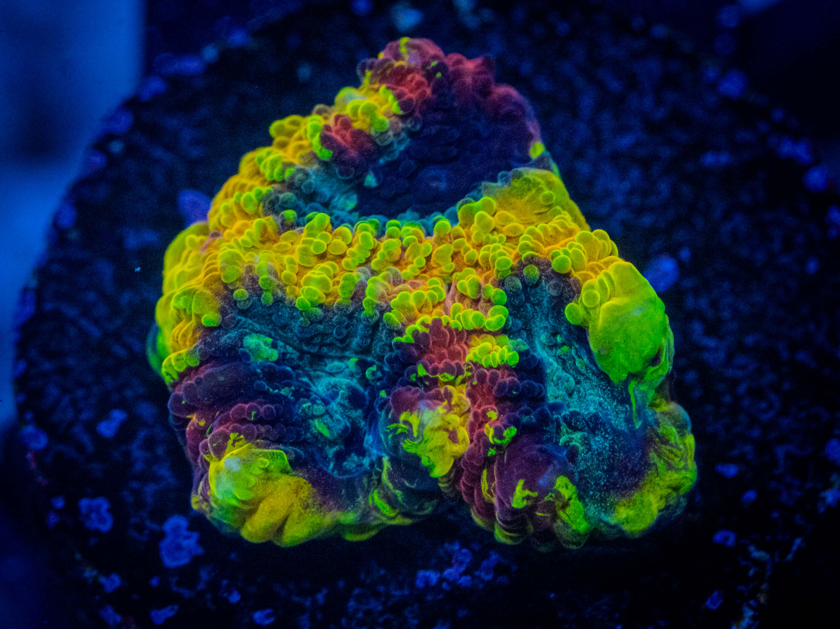 TG Yellow Submarine Favia coral image from ReefRivals, listed as Favia sp. and Favias