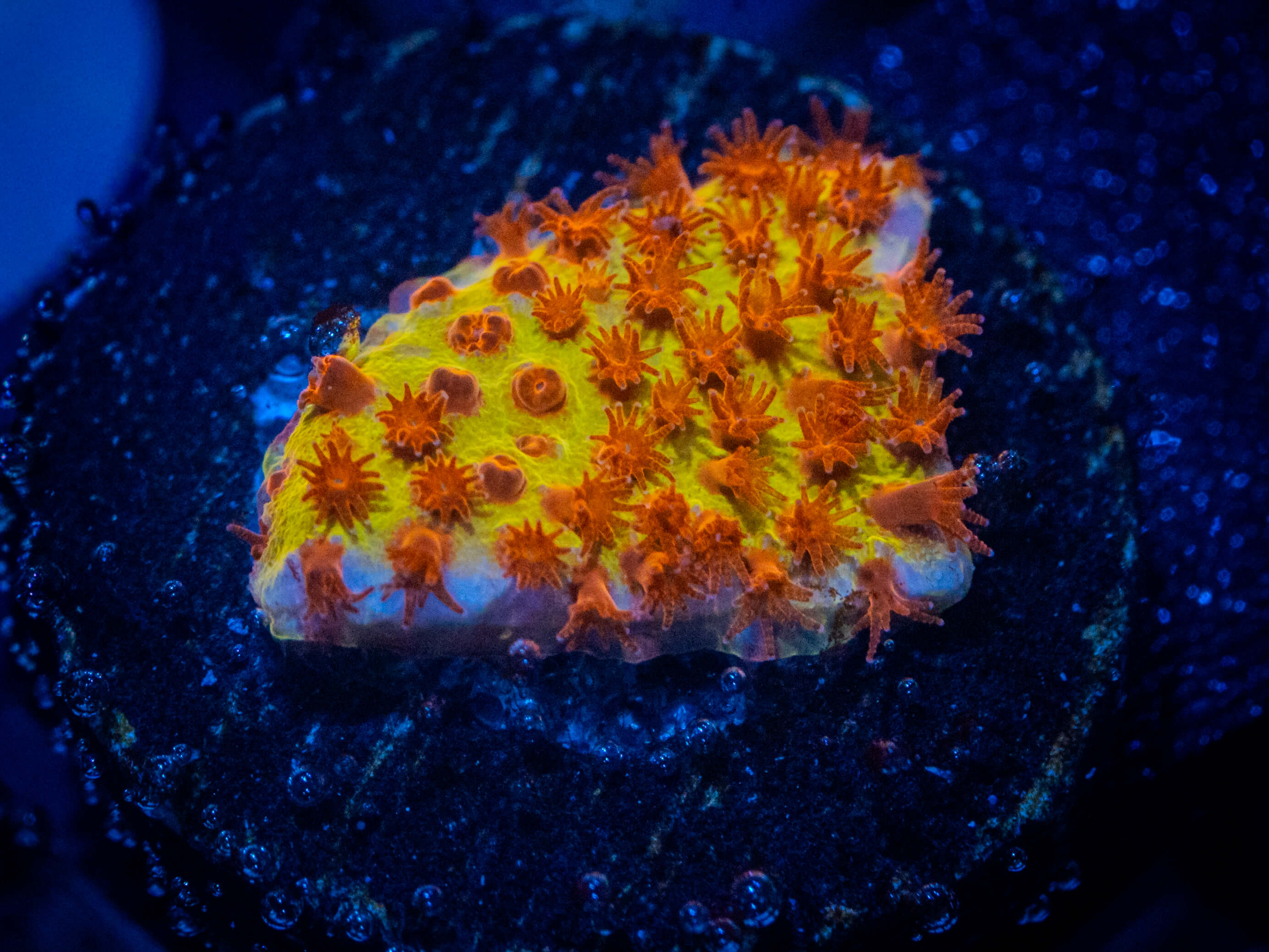 JF Burning Banana Stylo coral image from ReefRivals, listed as Stylocoeniella spp. and Encrusting