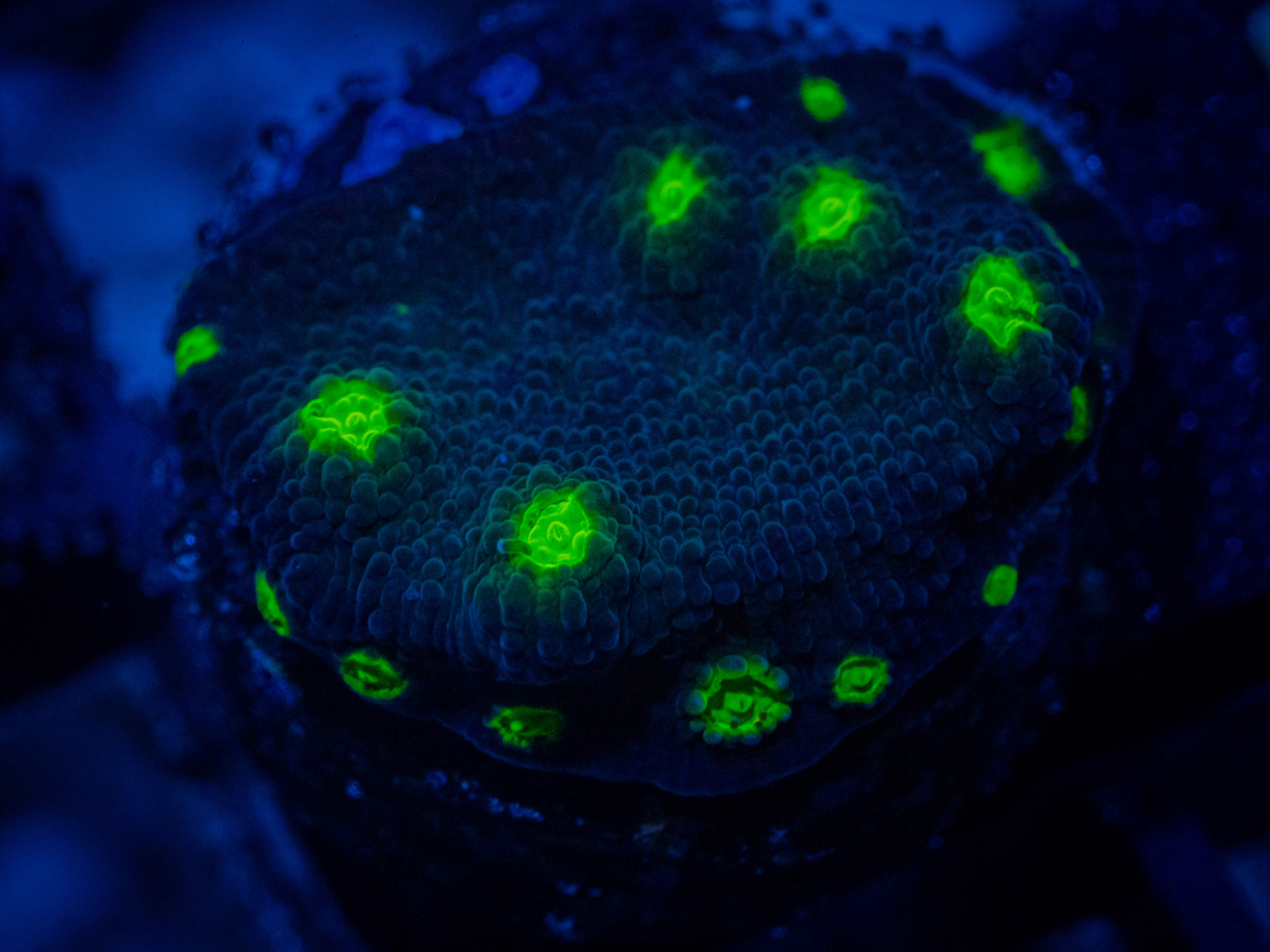 RVL Green Lantern Chalice coral image from ReefRivals, listed as Echinophyllia sp. and Chalices
