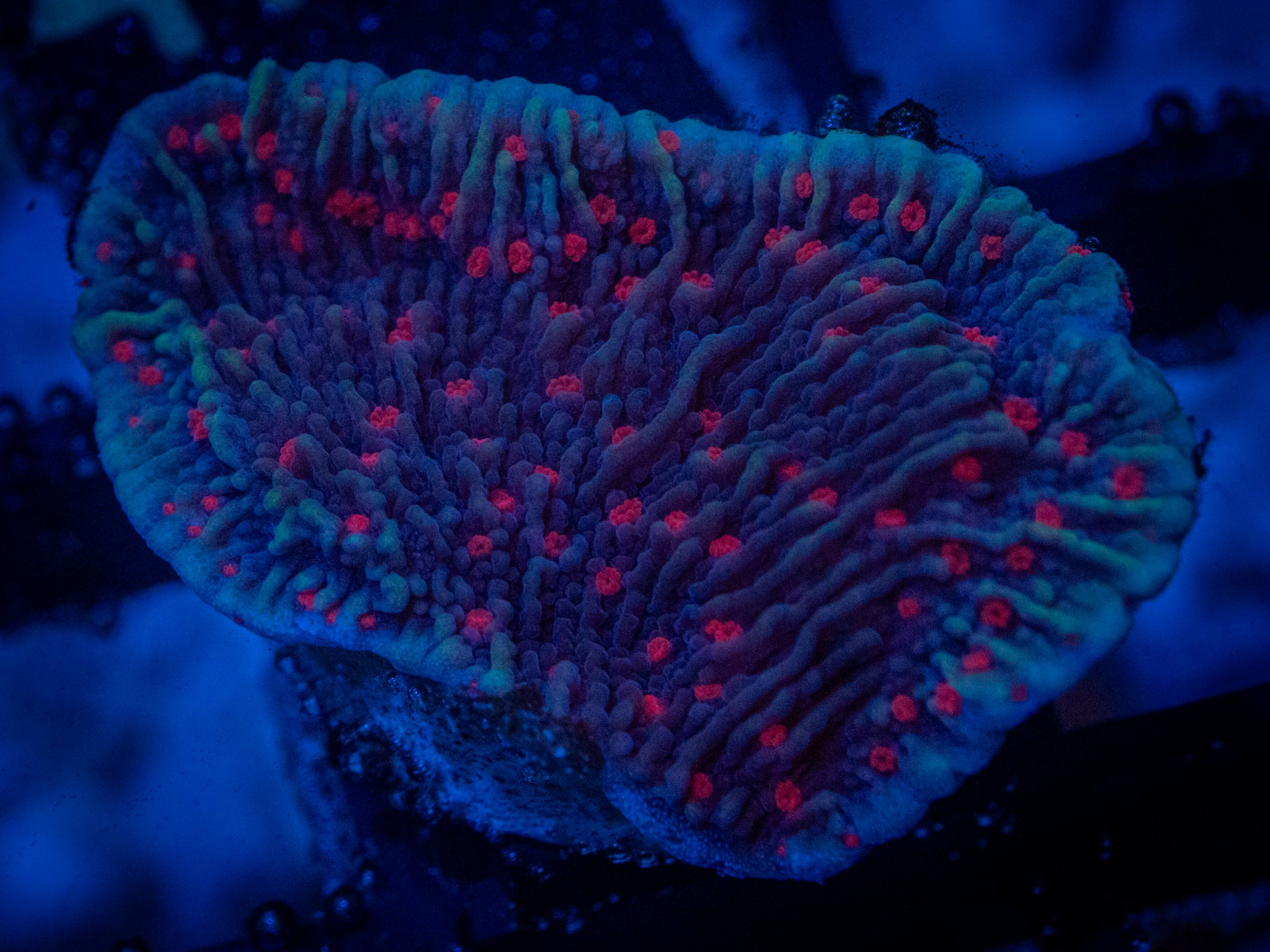TSA Reverse Superman Monti coral image from ReefRivals, listed as Montipora sp. and Montis