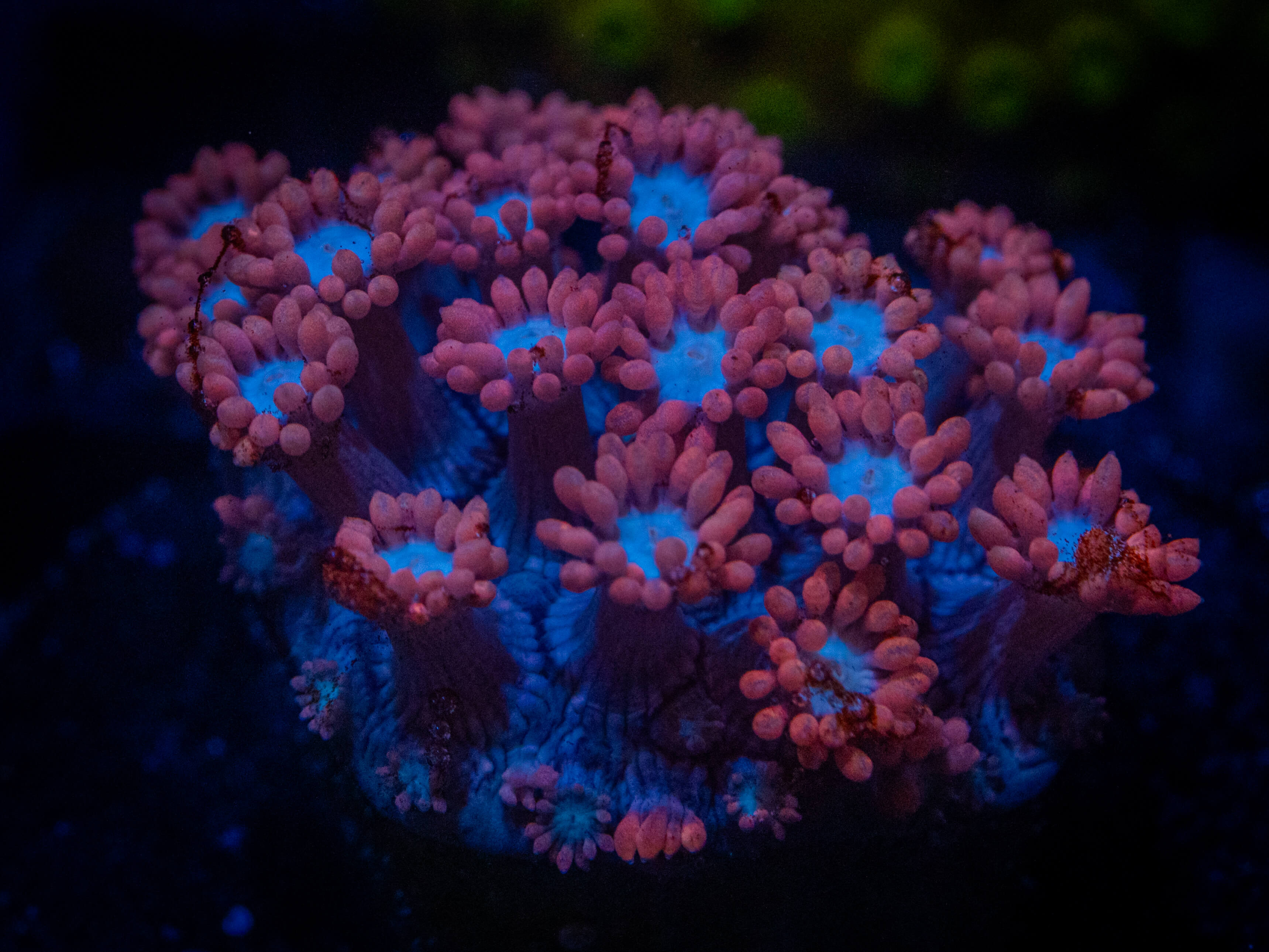 TSA Alice in Wonderland Goni coral image from ReefRivals, listed as Goniopora sp. and Gonis