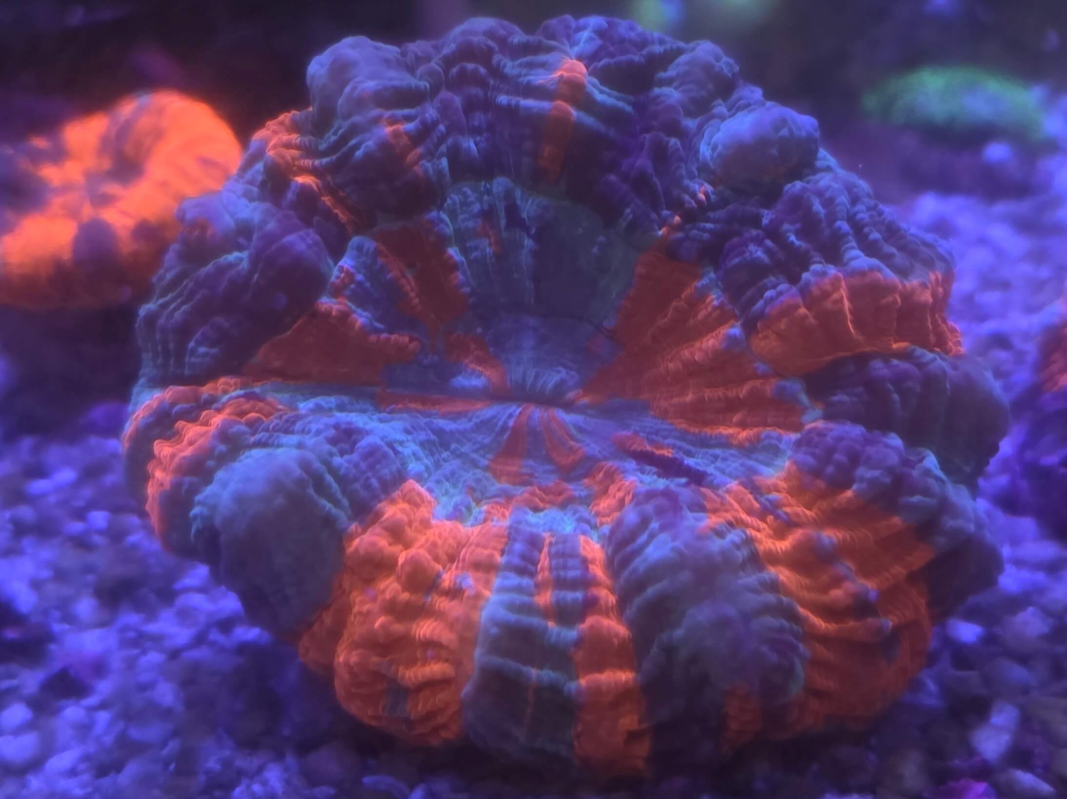 ECC Superman Acantho (Large) coral image from ReefRivals, listed as Acanthophyllia sp. and LPS Fleshy