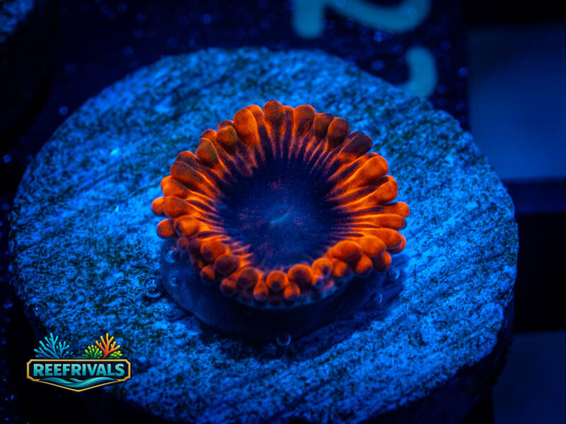 OC Lunar Eclipse Zoa coral image from ReefRivals, listed as Zoanthus sp. and Zoas