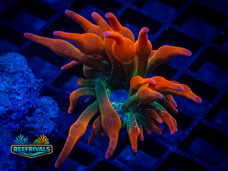 ECC Colorado Sunburst BTA WYSIWYG coral image | ReefRivals ECC Colorado Sunburst BTA coral image from ReefRivals, listed as Actiniaria sp. and Soft Coral