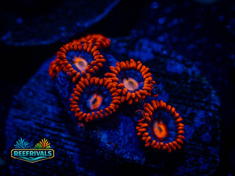 ECC Snitches Zoa coral image from ReefRivals, listed as Zoanthus sp. and Zoas