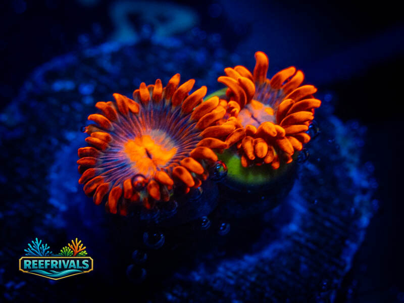 ECC Hyper Bam Bam Zoa coral image from ReefRivals, listed as Zoanthus sp. and Zoas