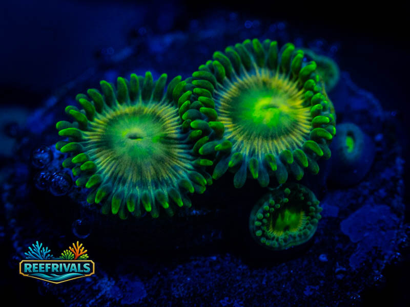 ECC Radioactive Dragon Eyes Zoa coral image from ReefRivals, listed as Zoanthus sp. and Zoas