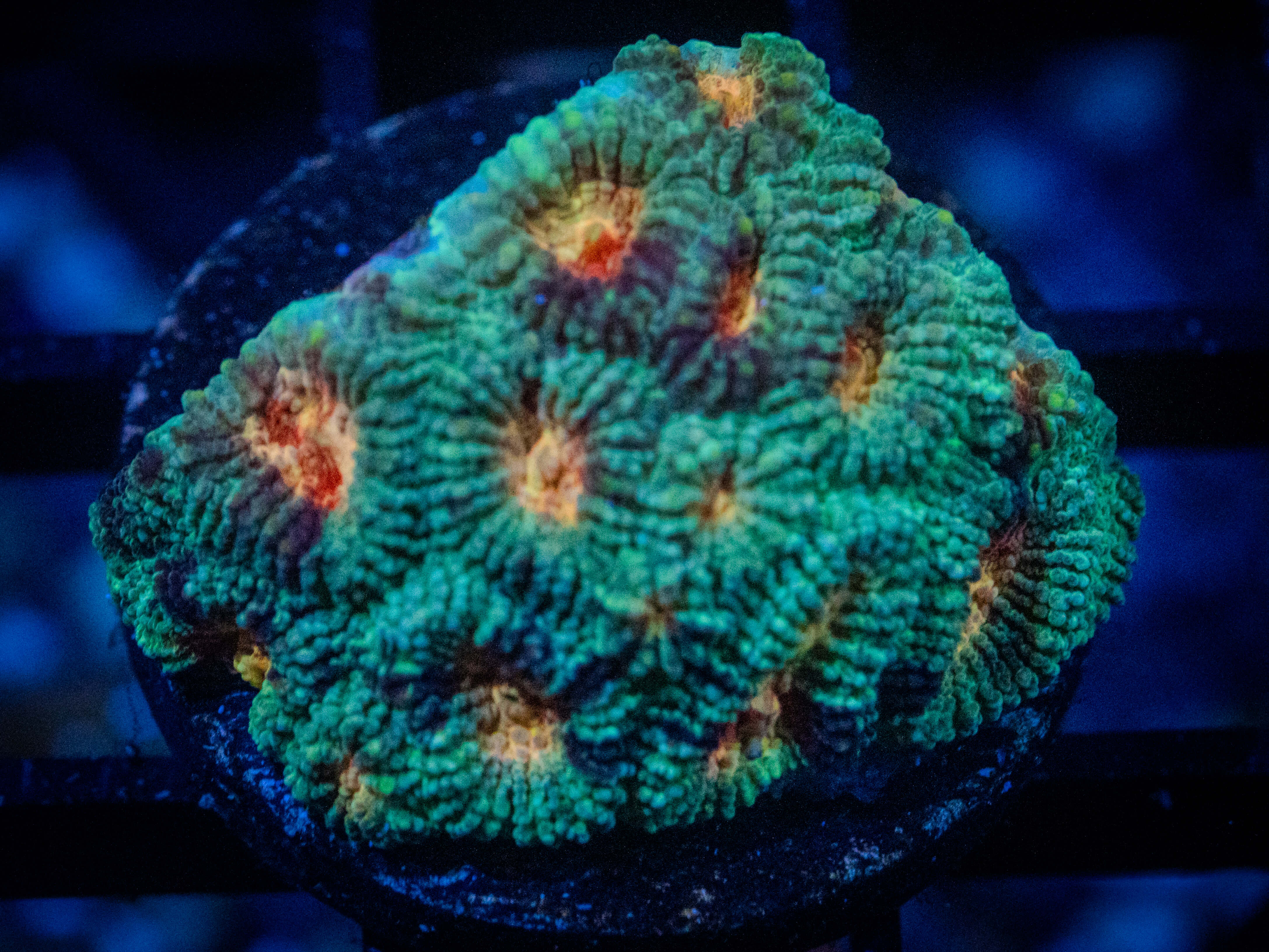 RVL Pot of Gold Favia coral image from ReefRivals, listed as Favia sp. and Favias
