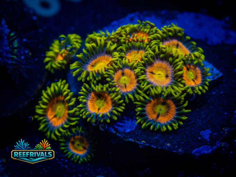 WWC Wildflower Zoa (Mini-Colony) coral image from ReefRivals, listed as Zoanthus sp. and Zoas
