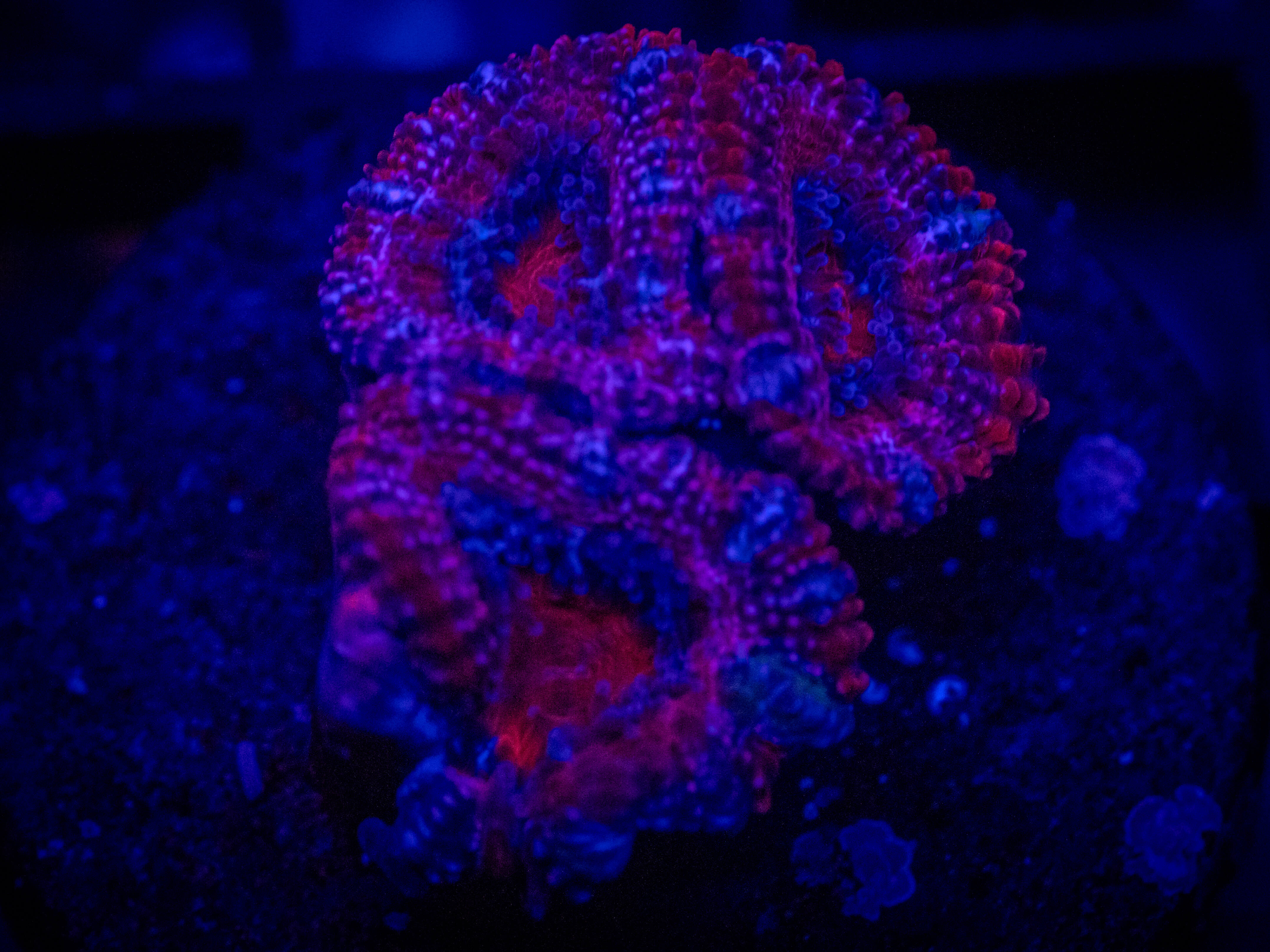 RVL Smiley Acan coral image from ReefRivals, listed as Micromussa sp. and Acans